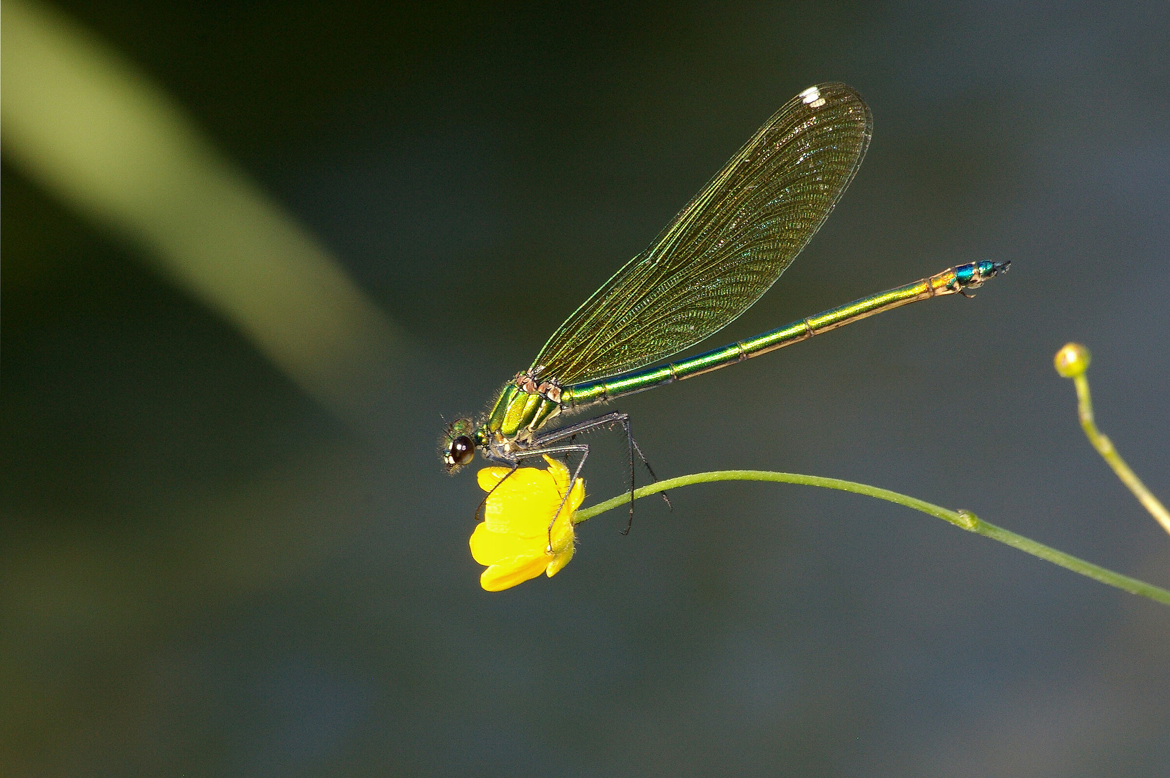 Dragonfly No.7...