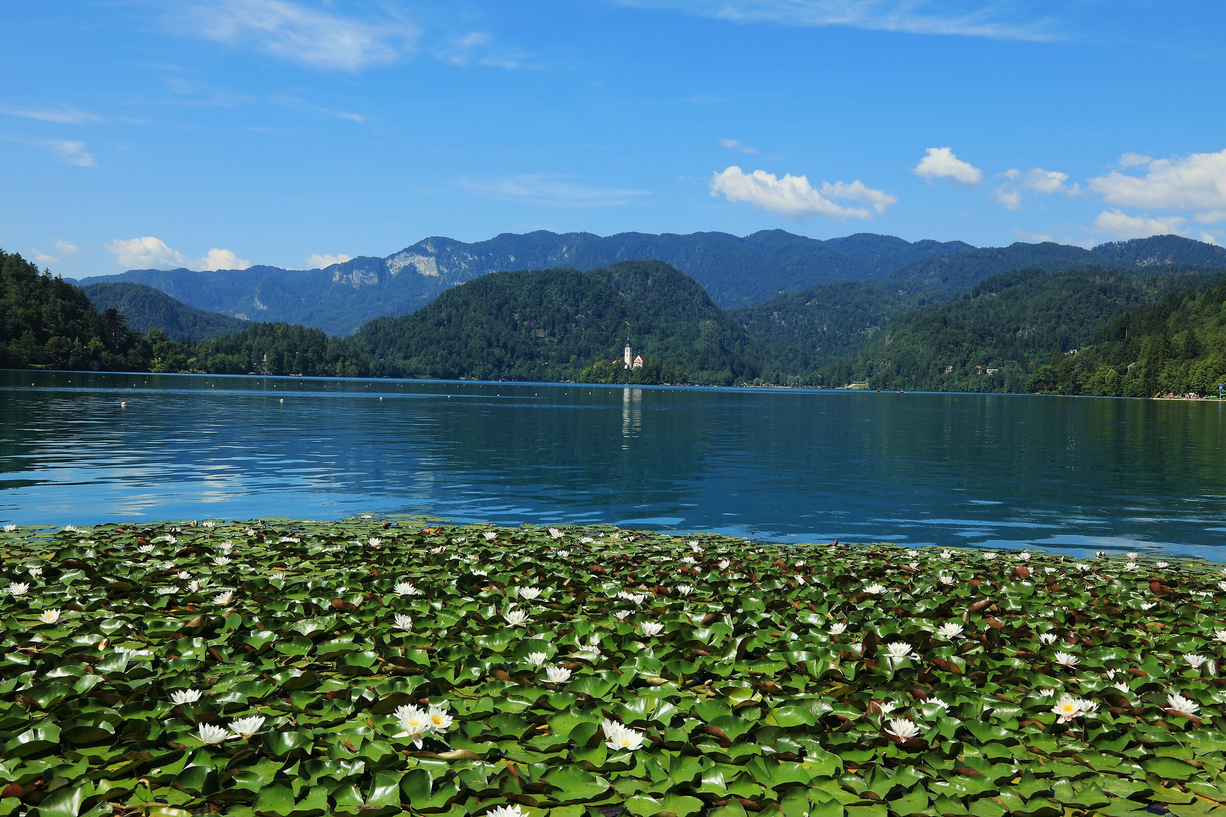 Lotus Flower on Lake Bled...