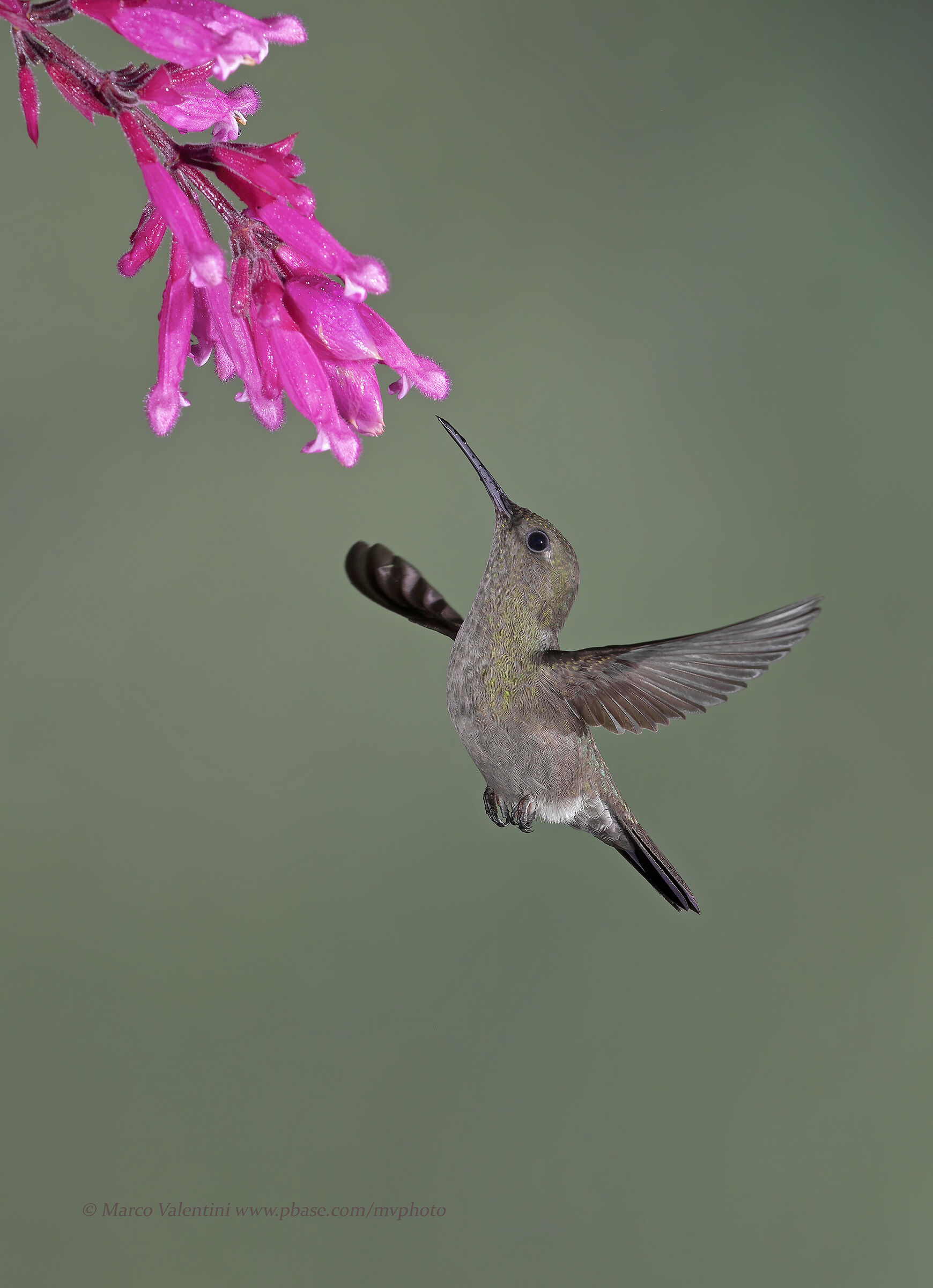 Sombre Hummingbird...