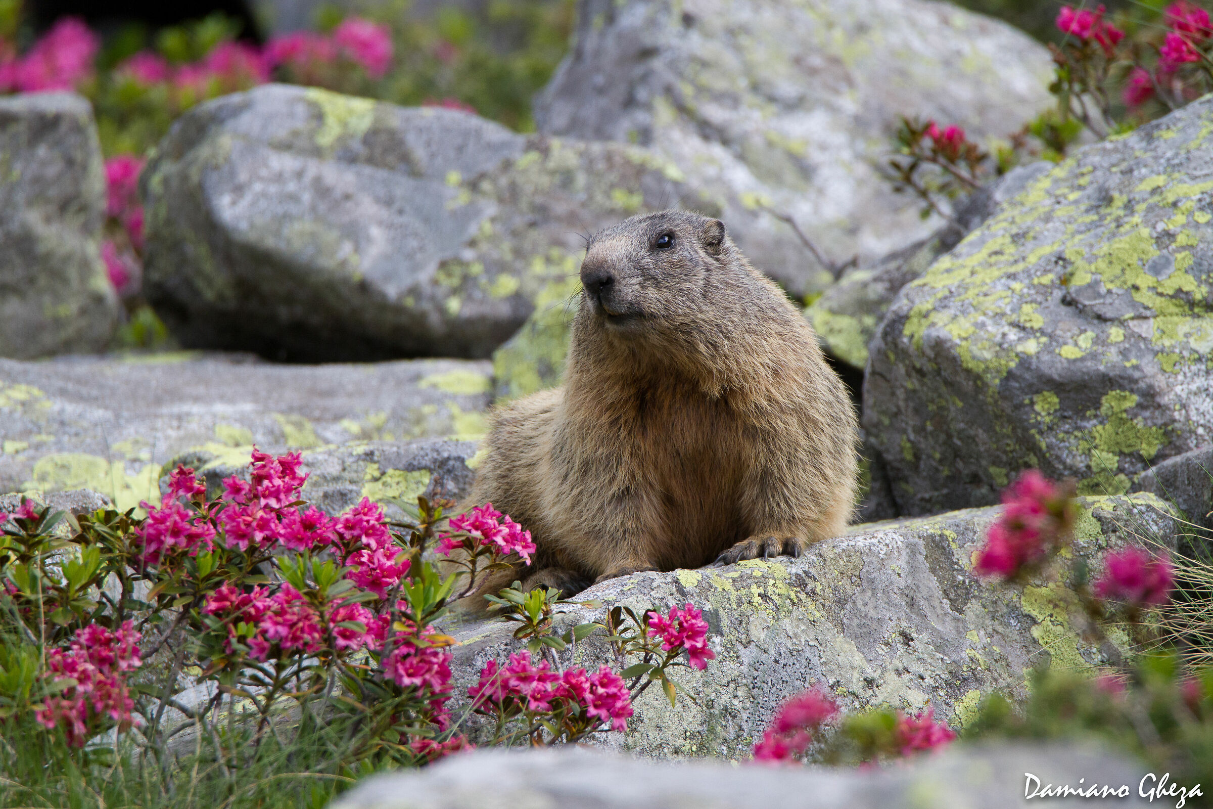 Marmot among rhododendrons...