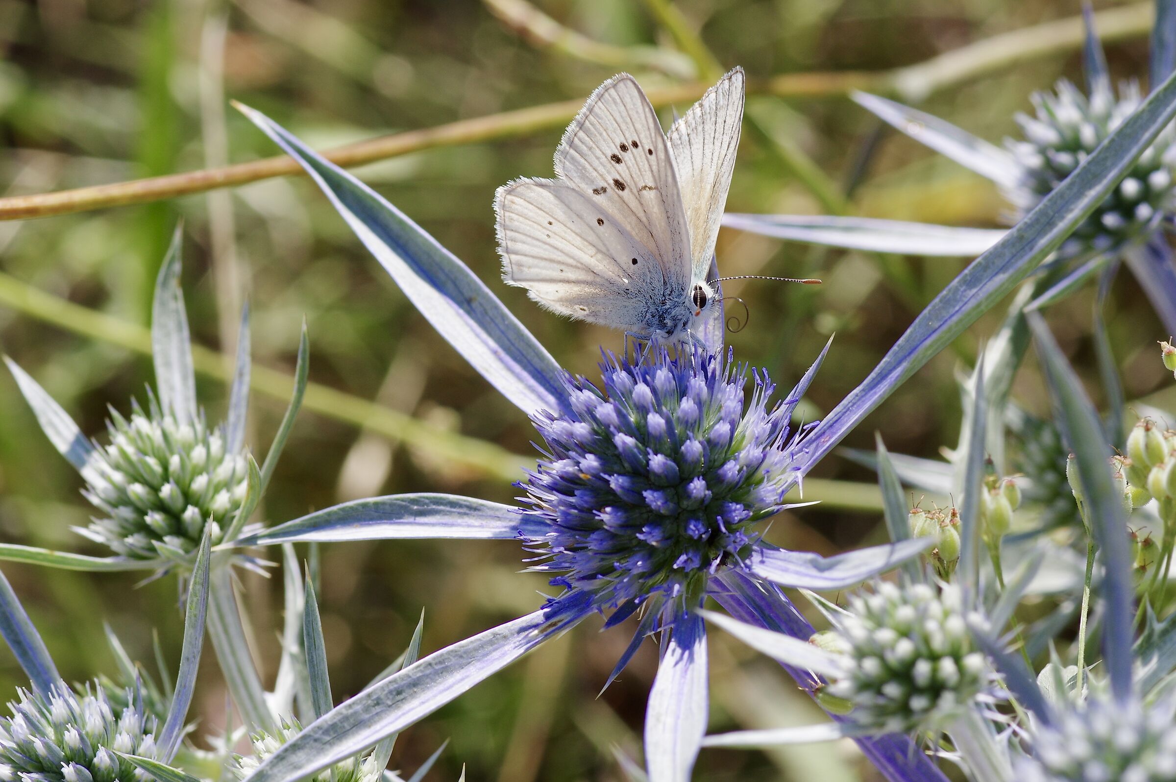 Thistle with Butterfly...