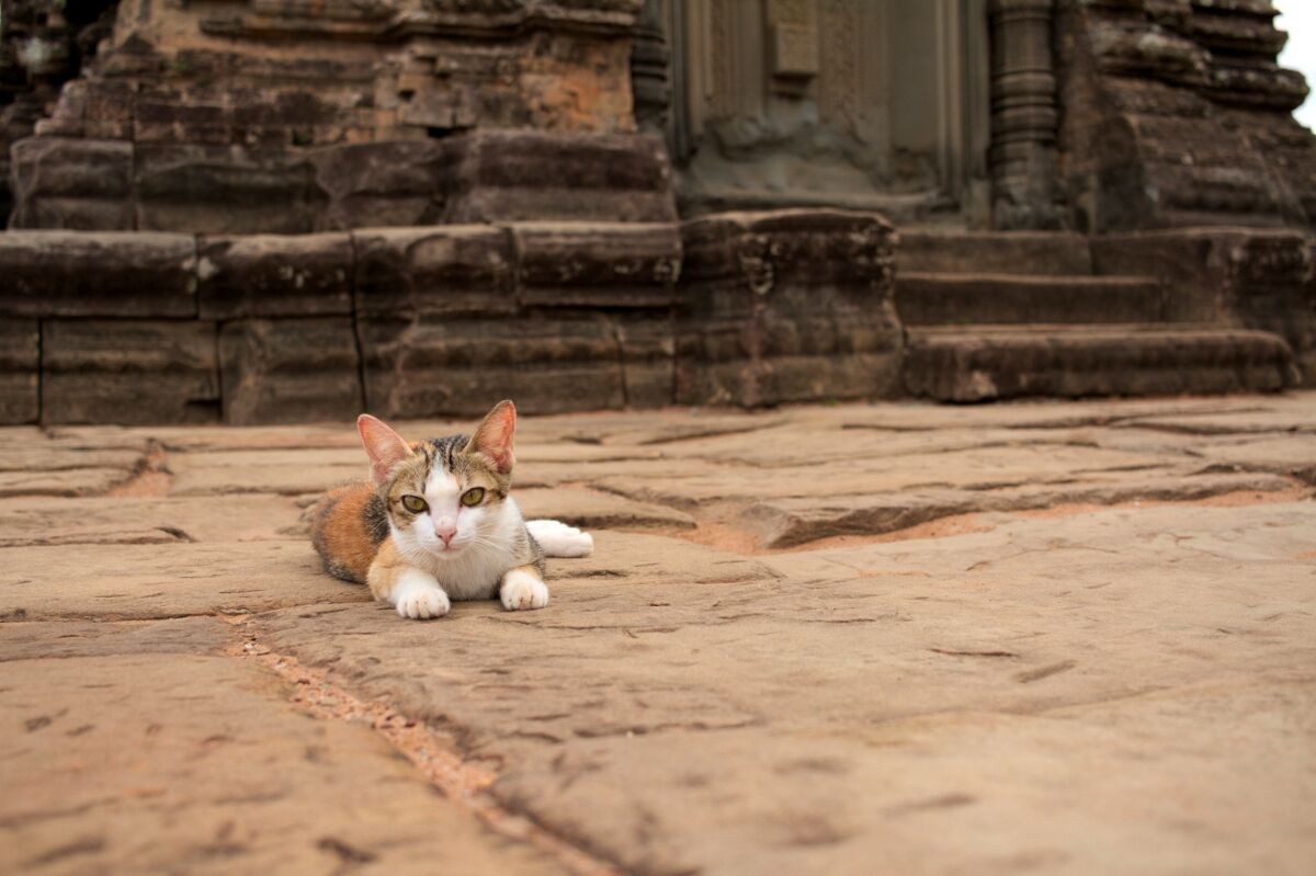 Gattino nei templi di Angkor...