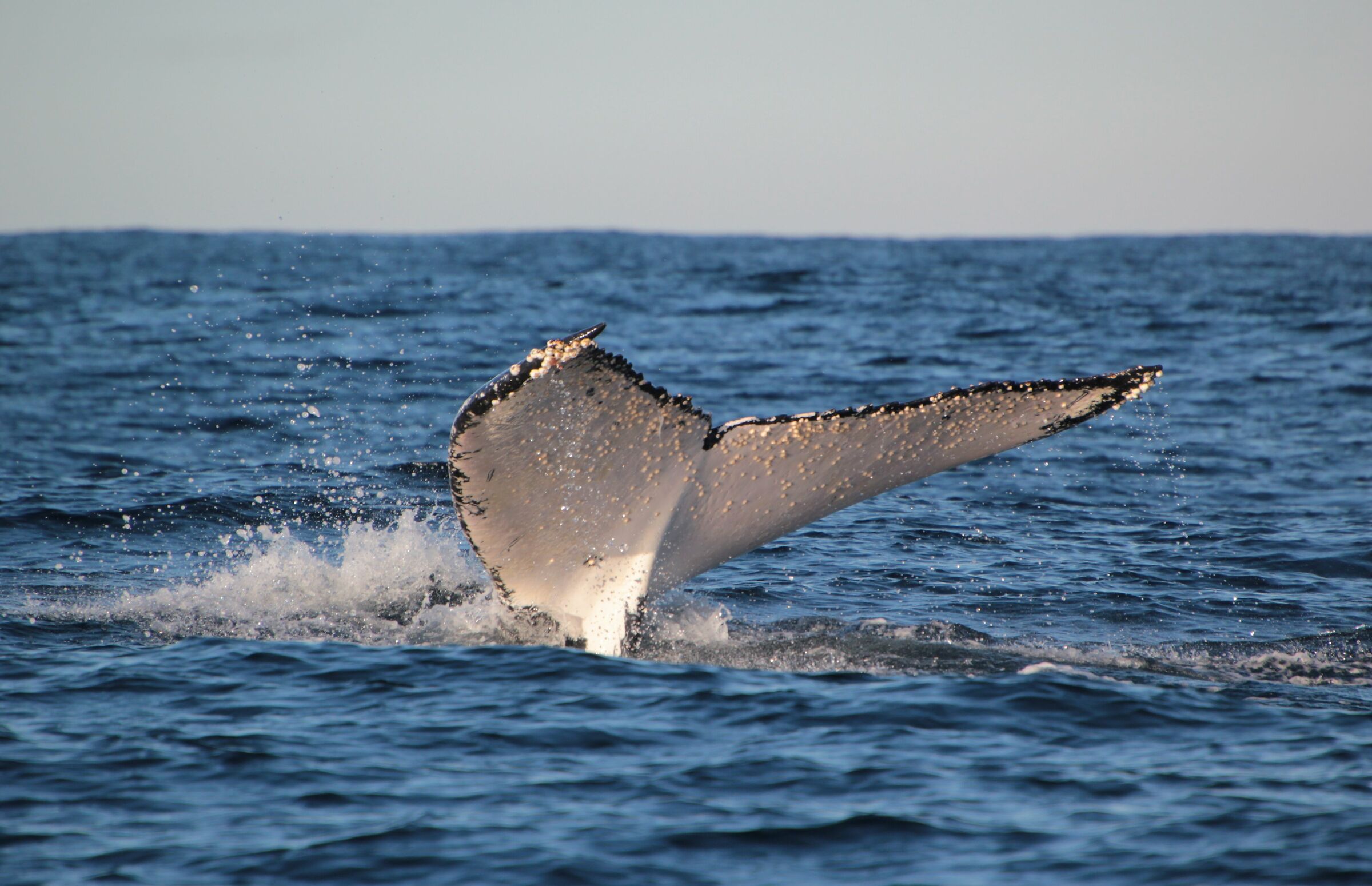 Australian humpback whales...