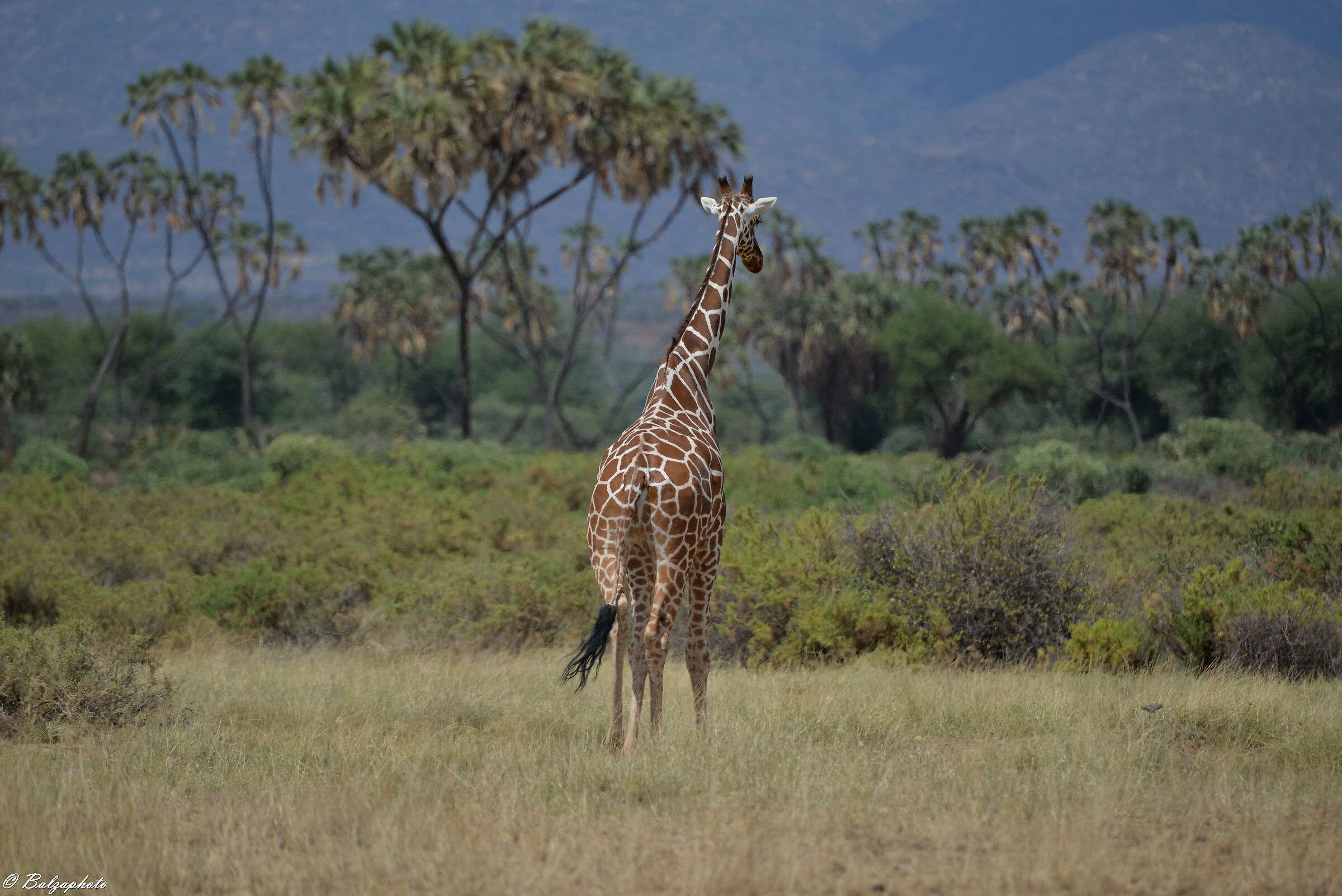 Giraffe and landscape Shapa National Park - Samburu...