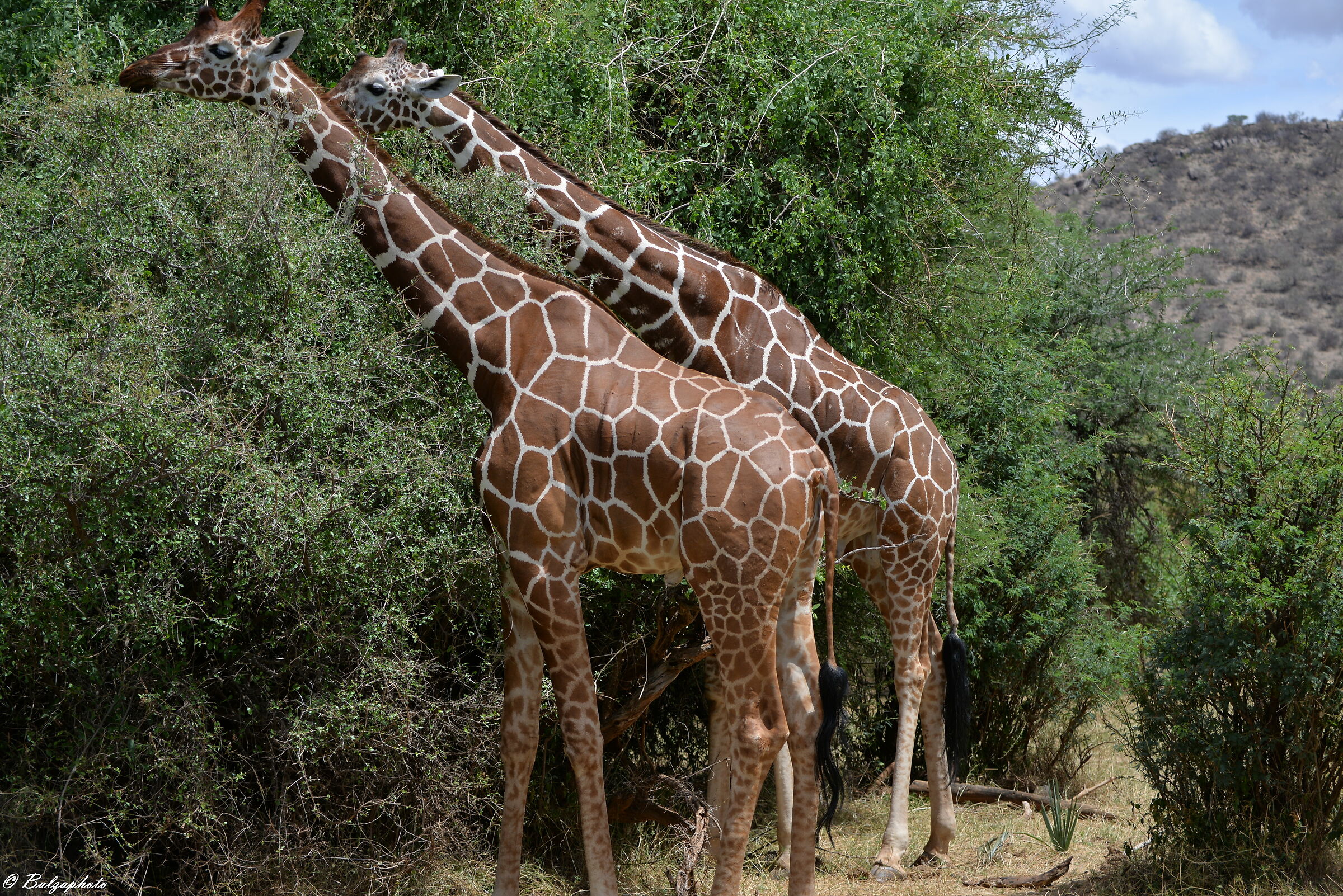 Giraffes in symmetry Shapa National Park - Samburu...