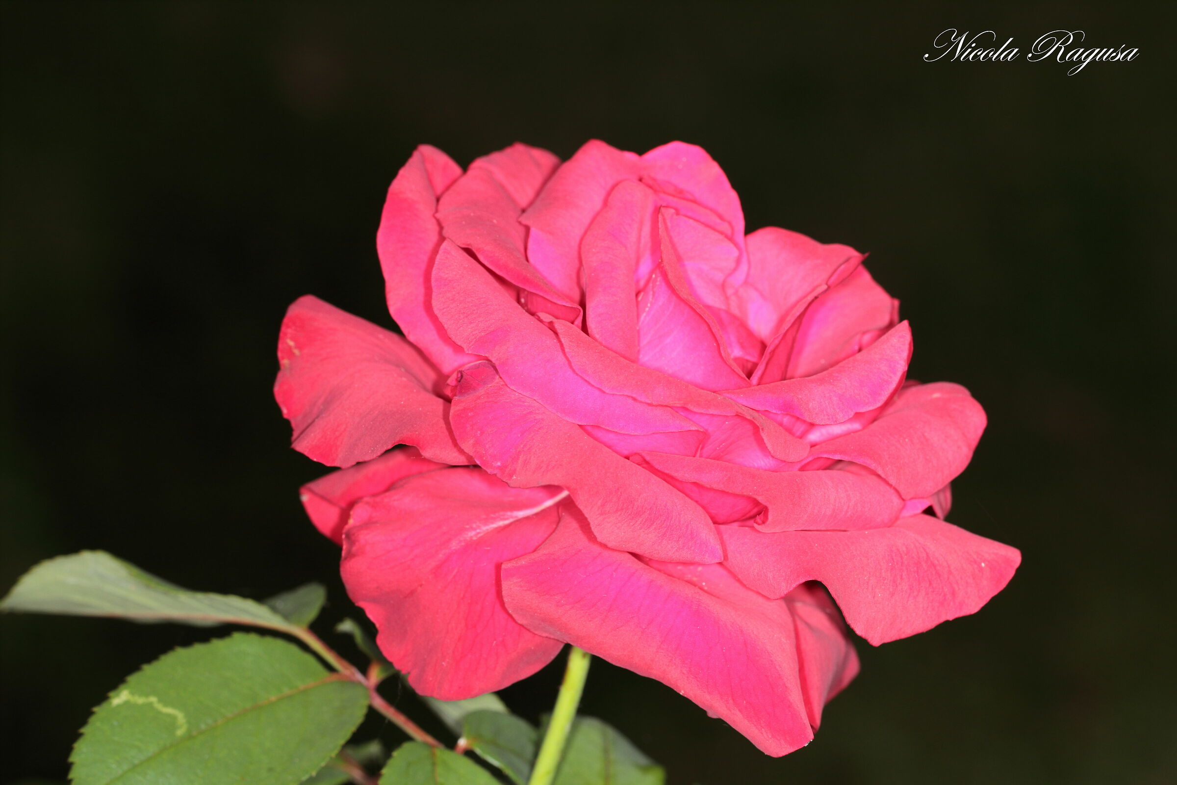 Rose in August 2...