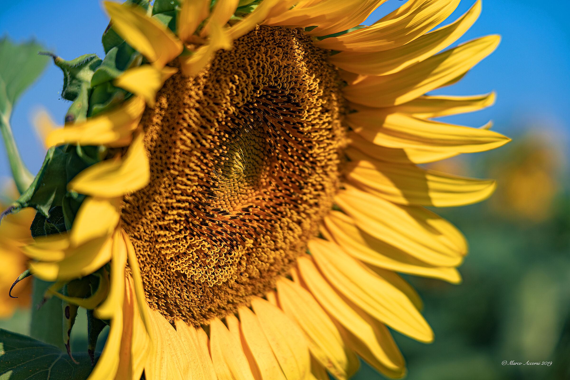 Sunflower of August...