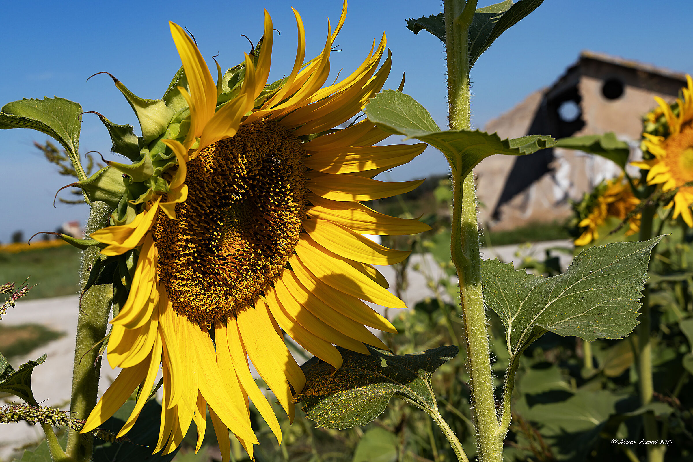 Sunflowers and Old Casolare...