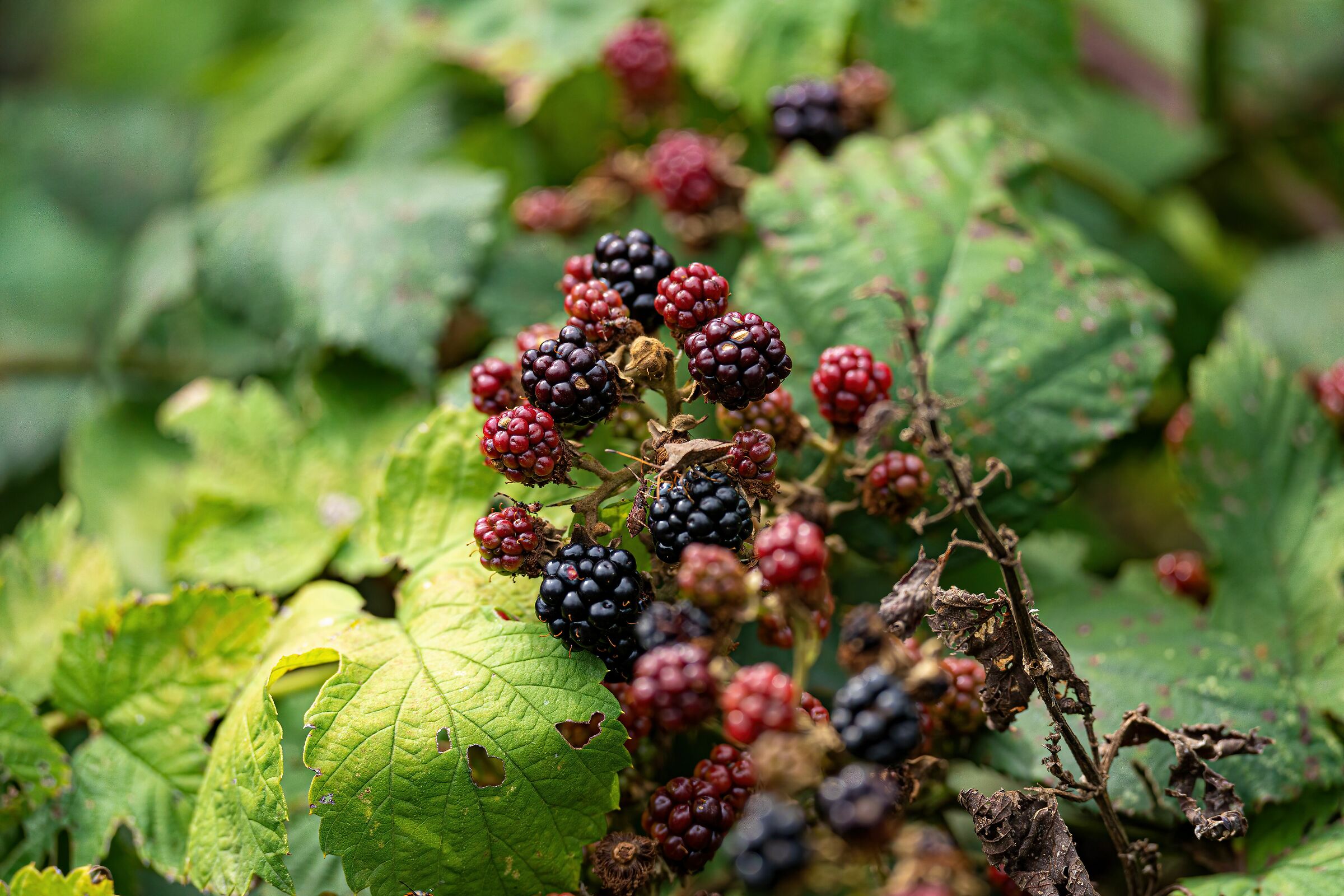 blackberries...