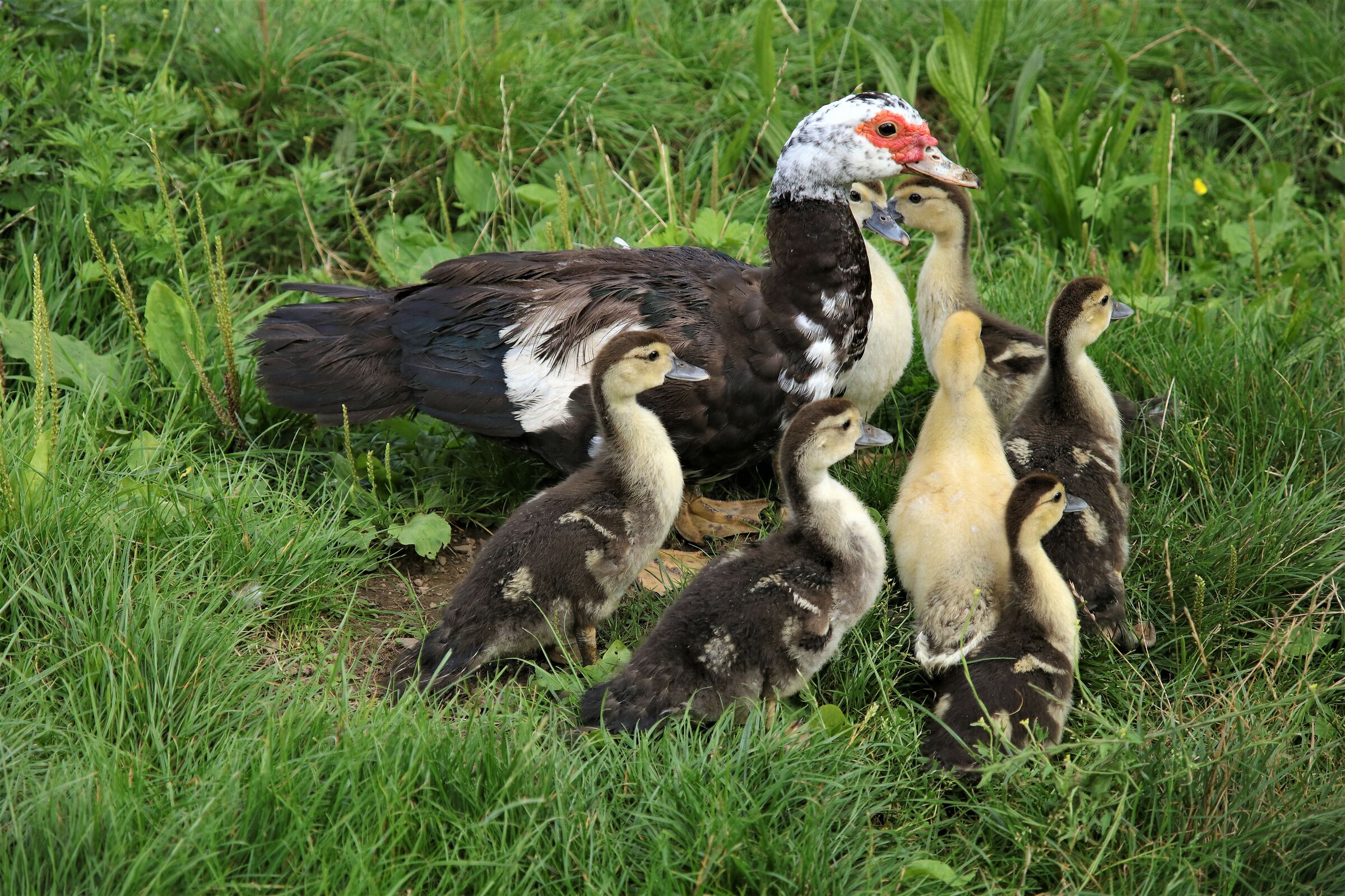 Mom Duck and her little ones...