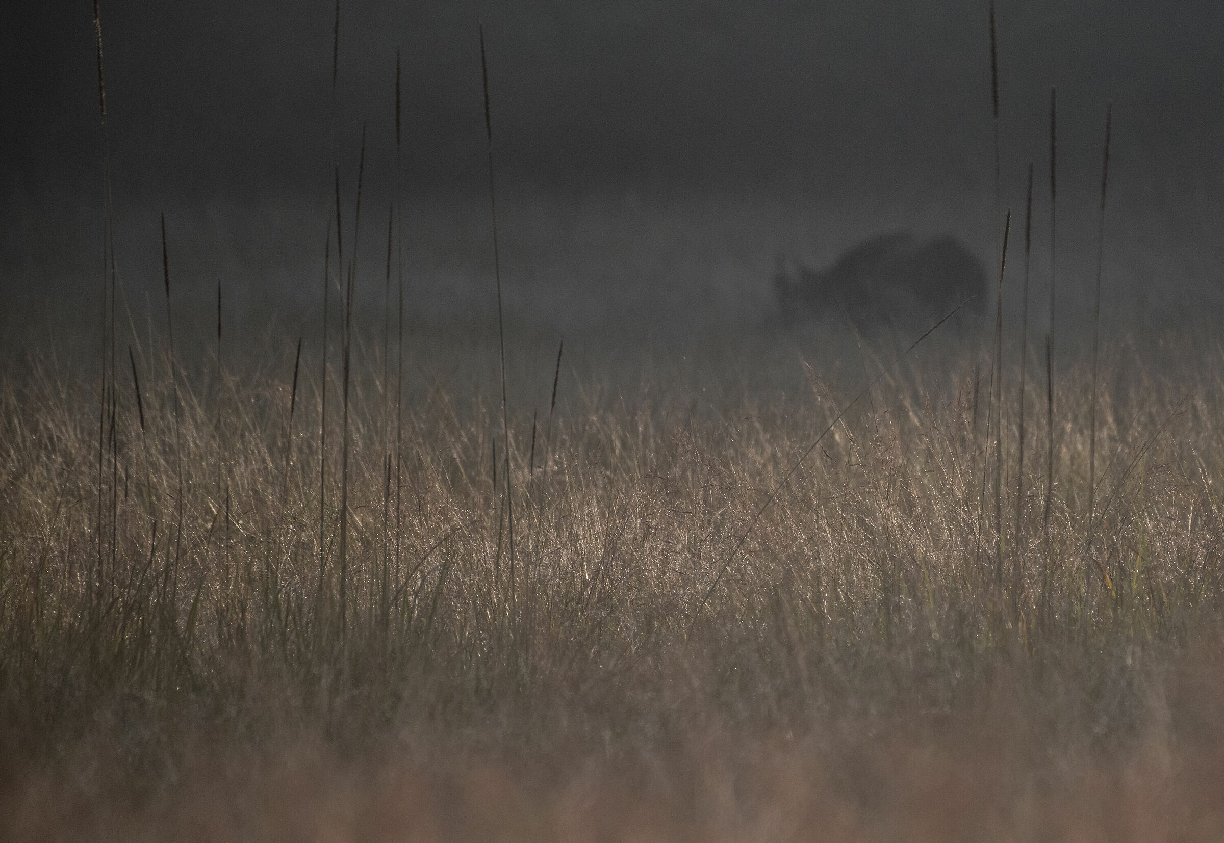 Buffalo in the fog...