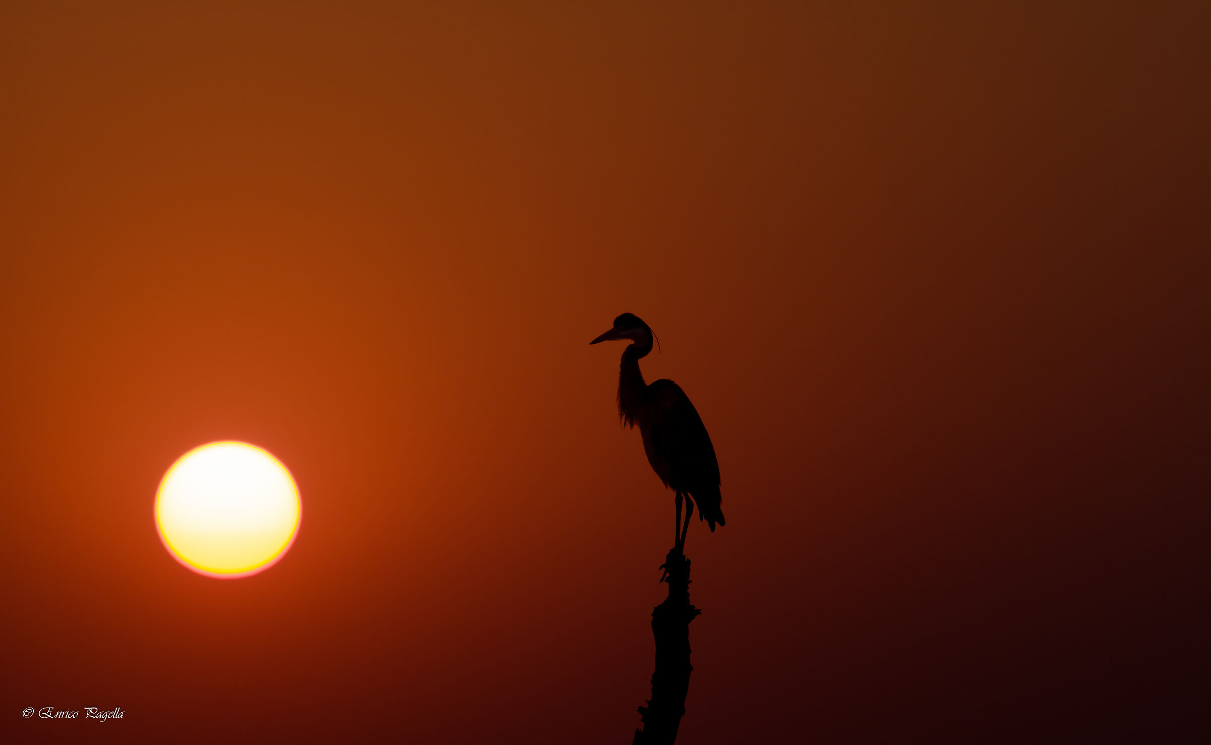 a heron at sunset...