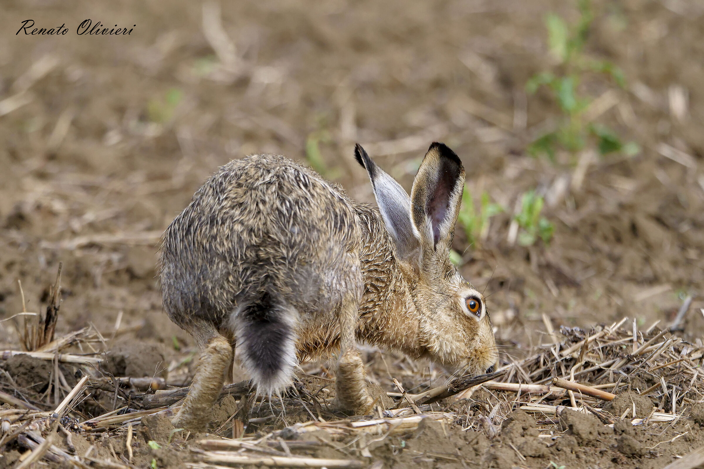 Common hare ( Lepus europaeus )...