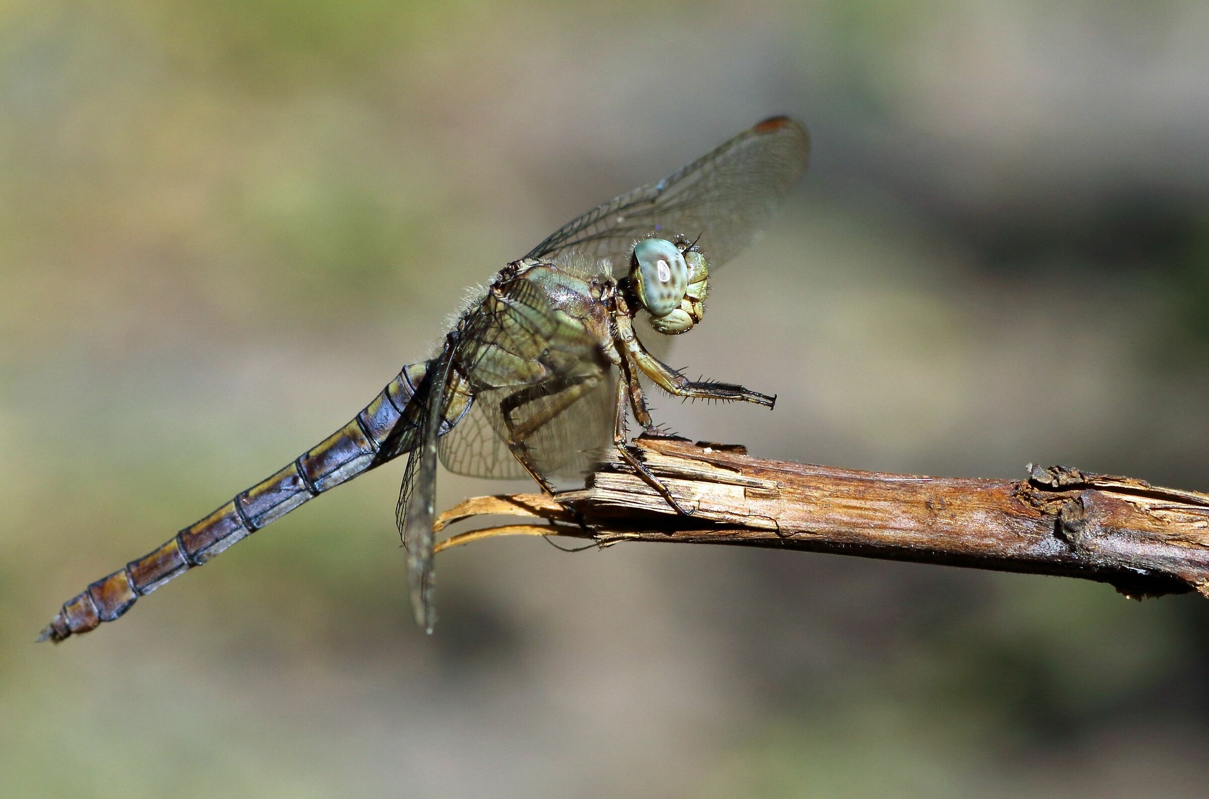 Libellula...