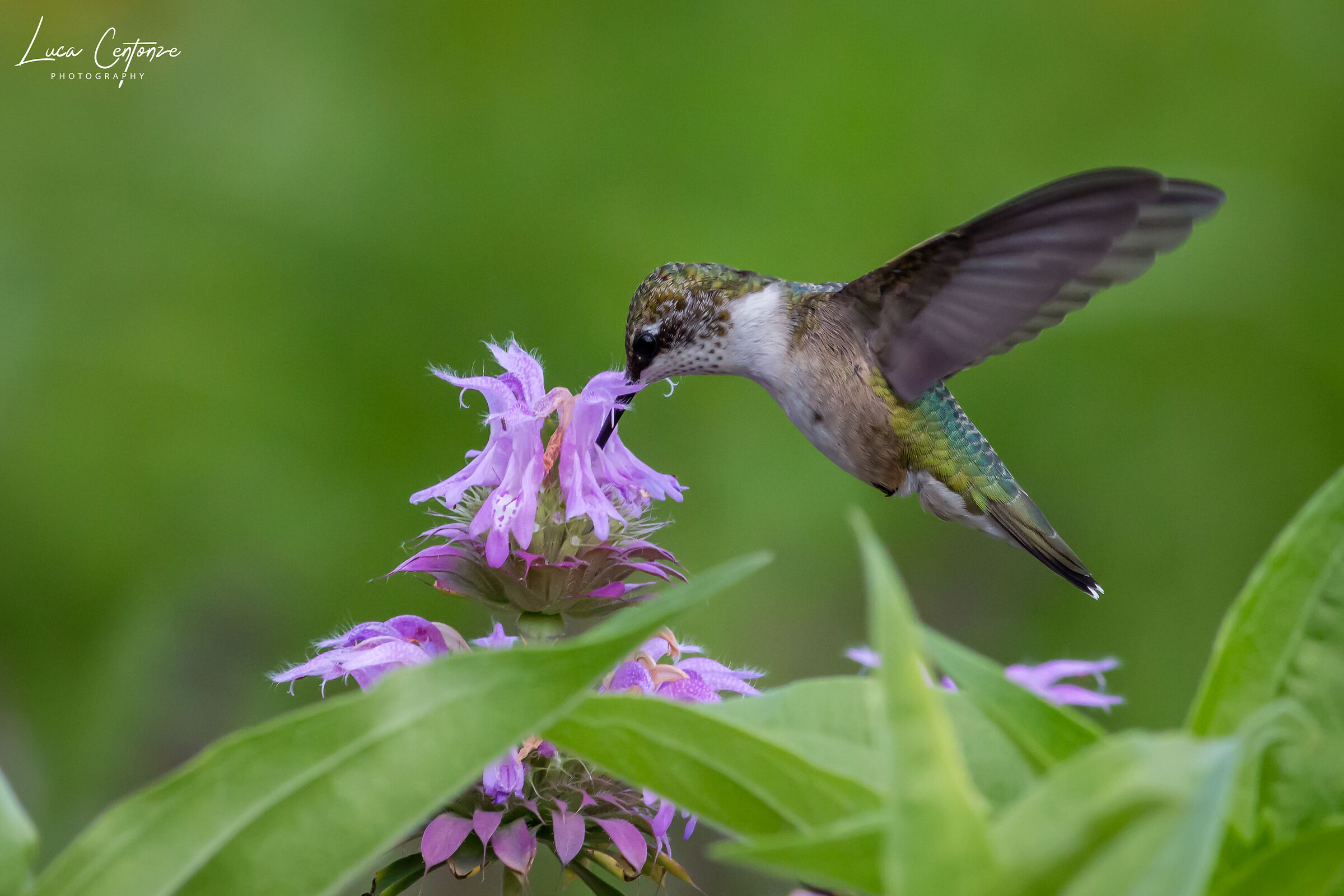 Colibrì (Hummingbird)...