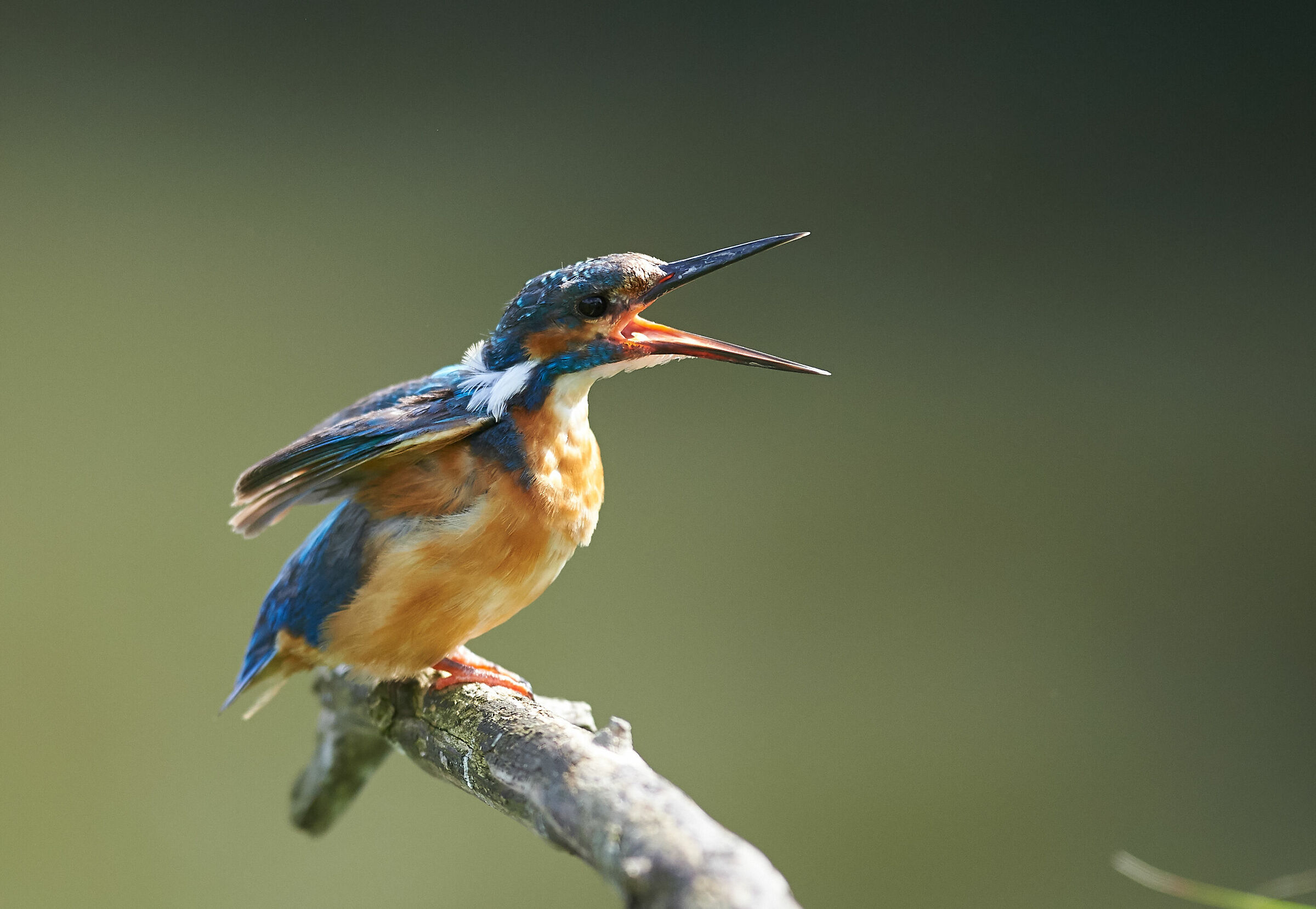 Juvenile Kingfisher wants to be fed...