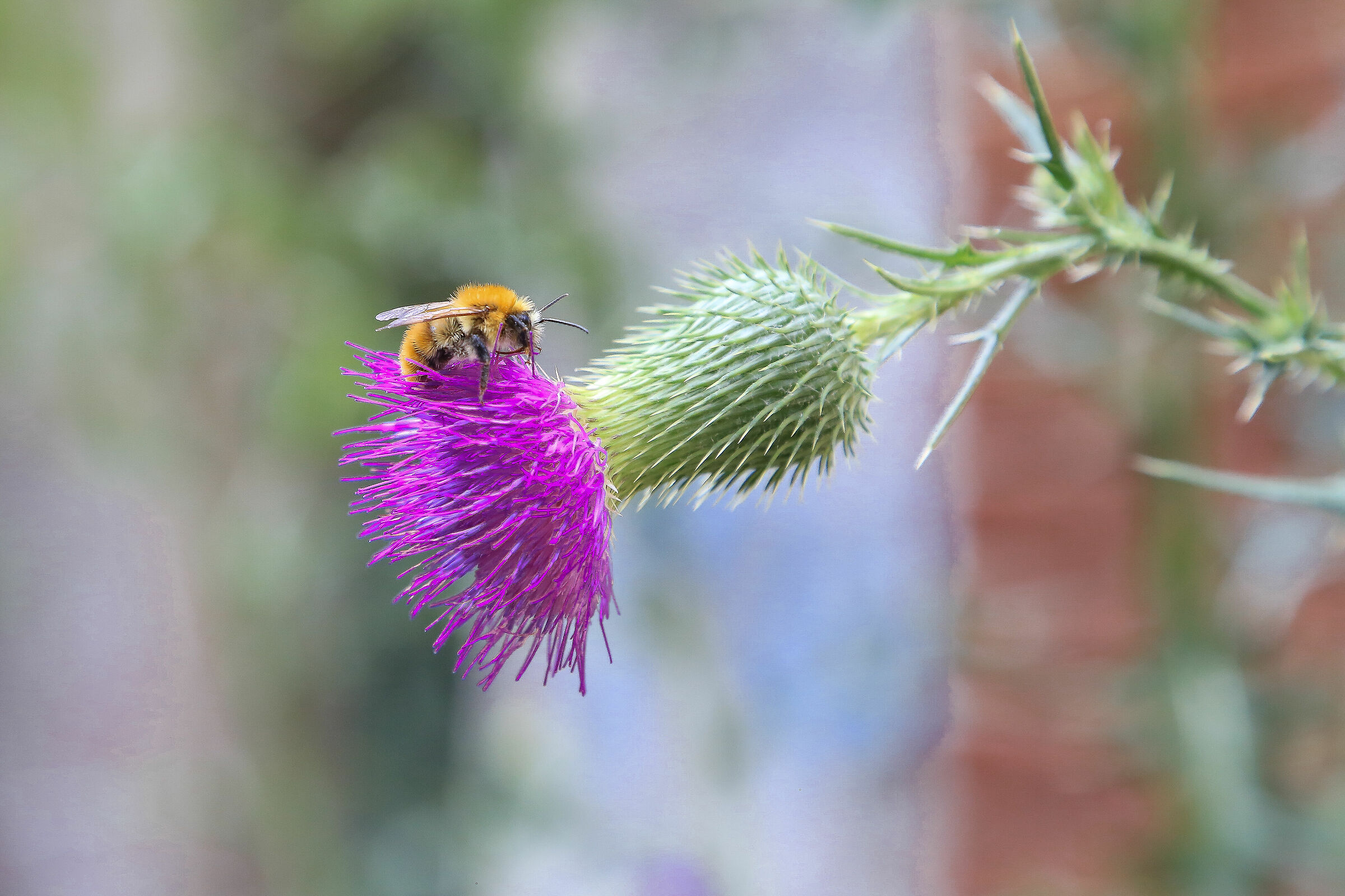 flower VS bee...