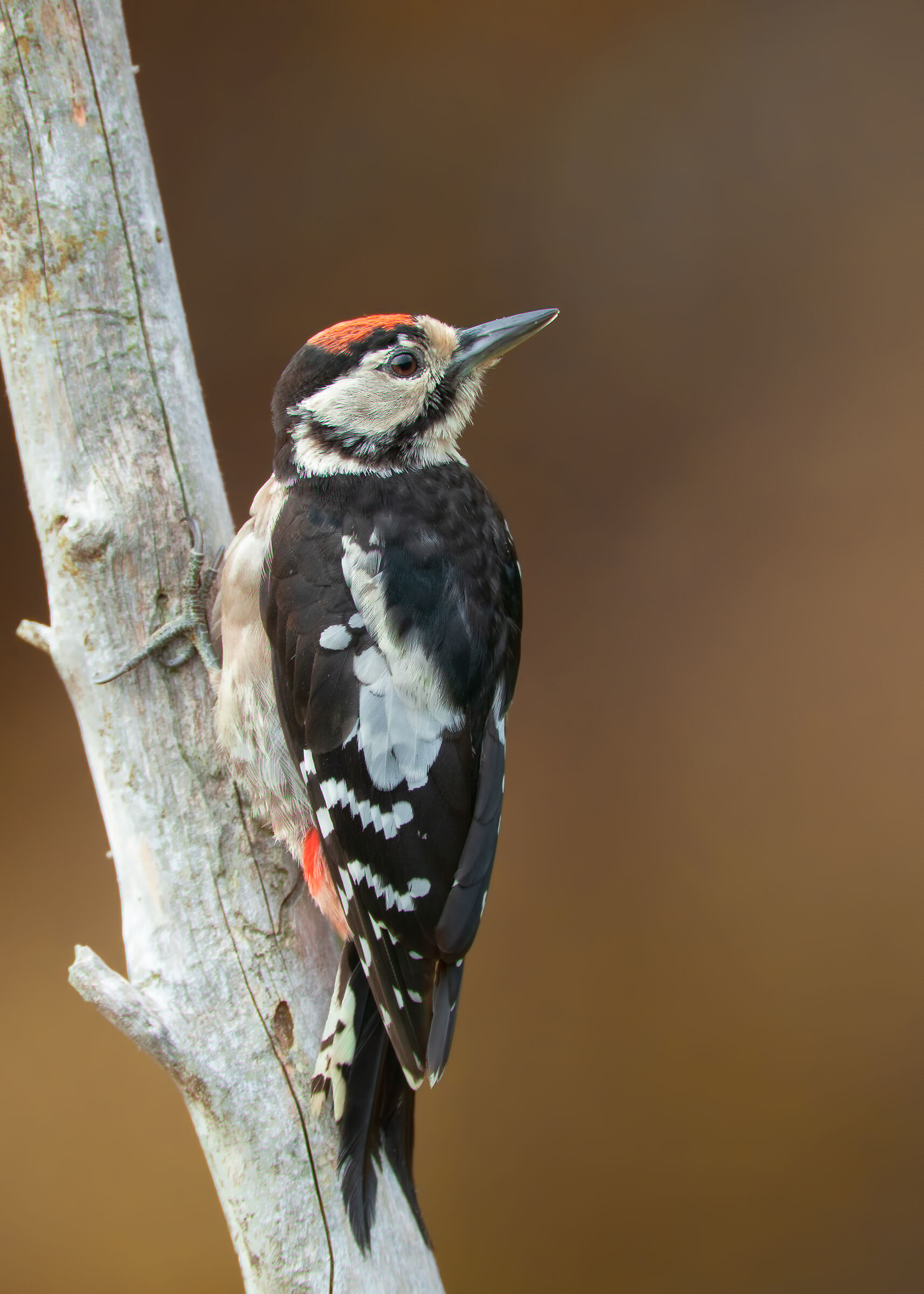 Minor red woodpecker...