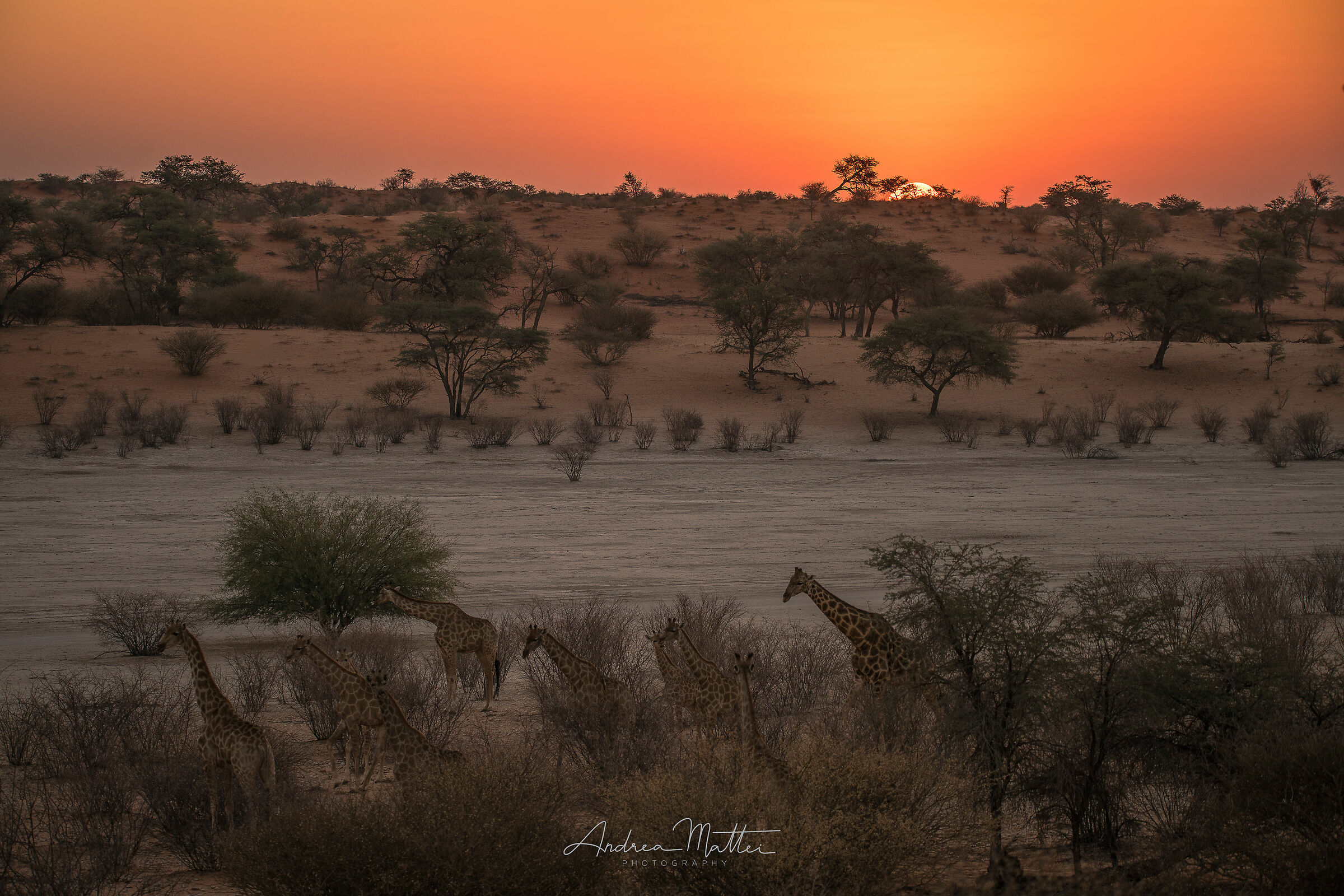 Kalahari Desert: Sunset with Giraffes...