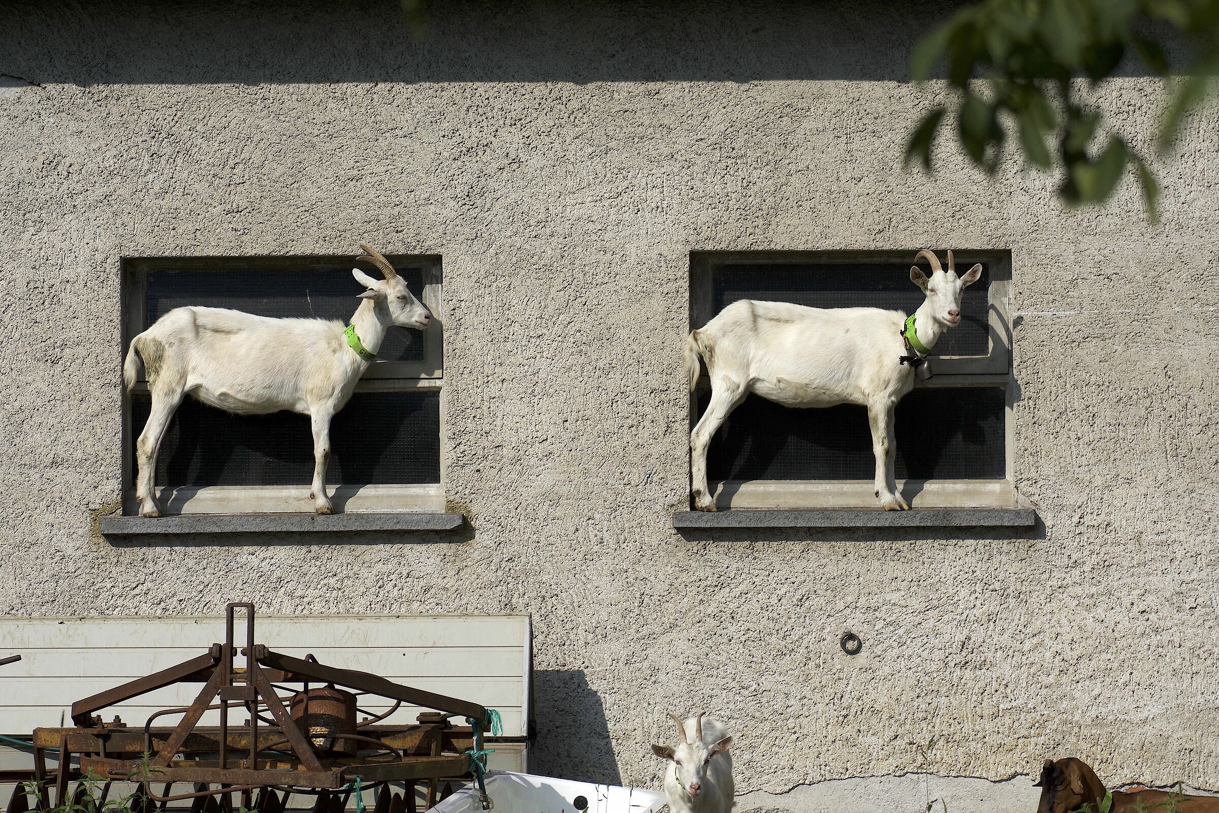 Goats...