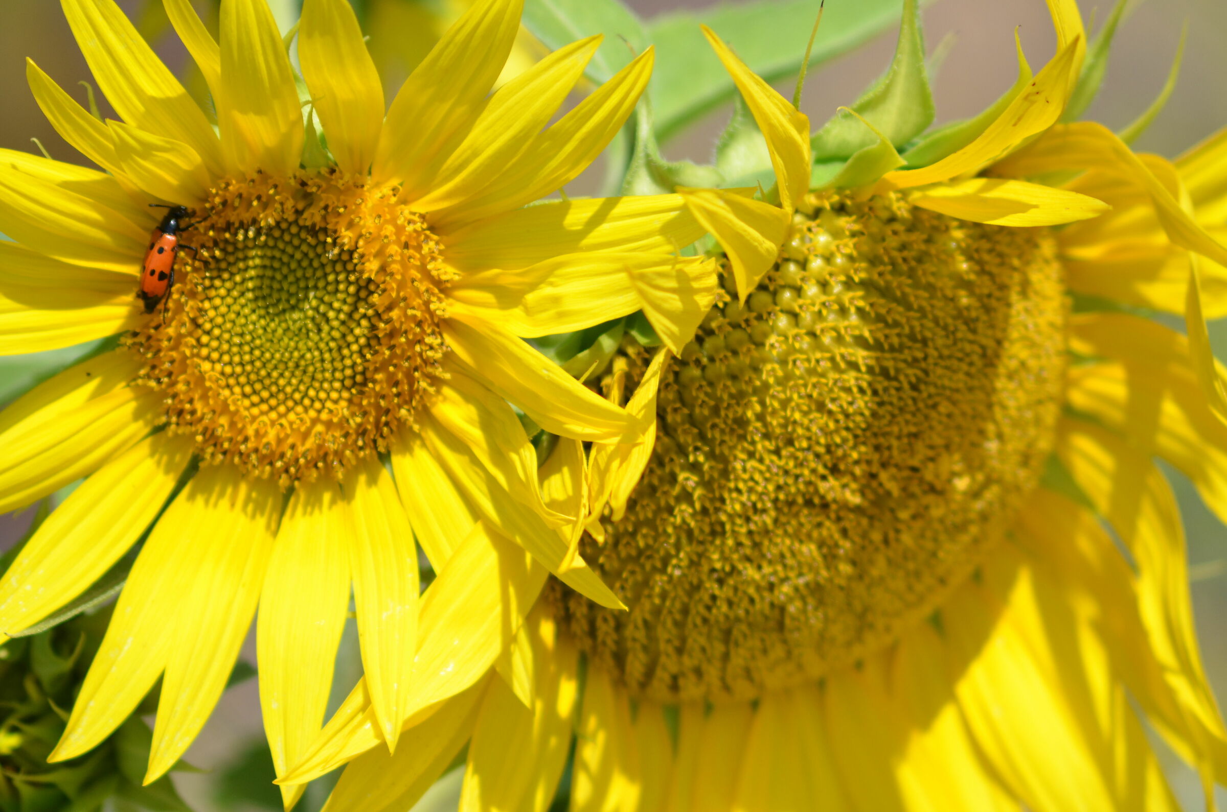 Sunflowers...