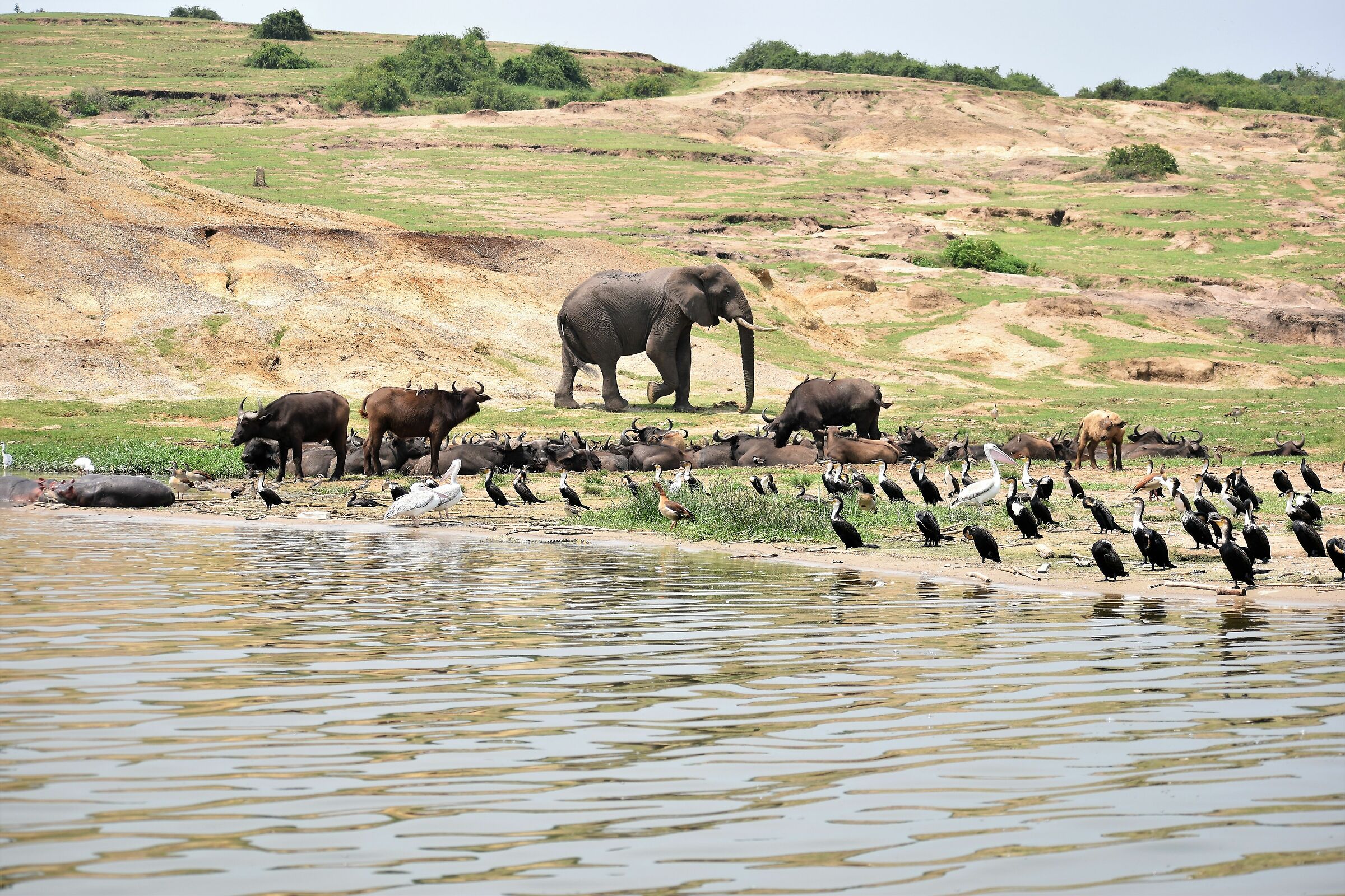 Una biodiversità senza eguali sul canale Kazinga...