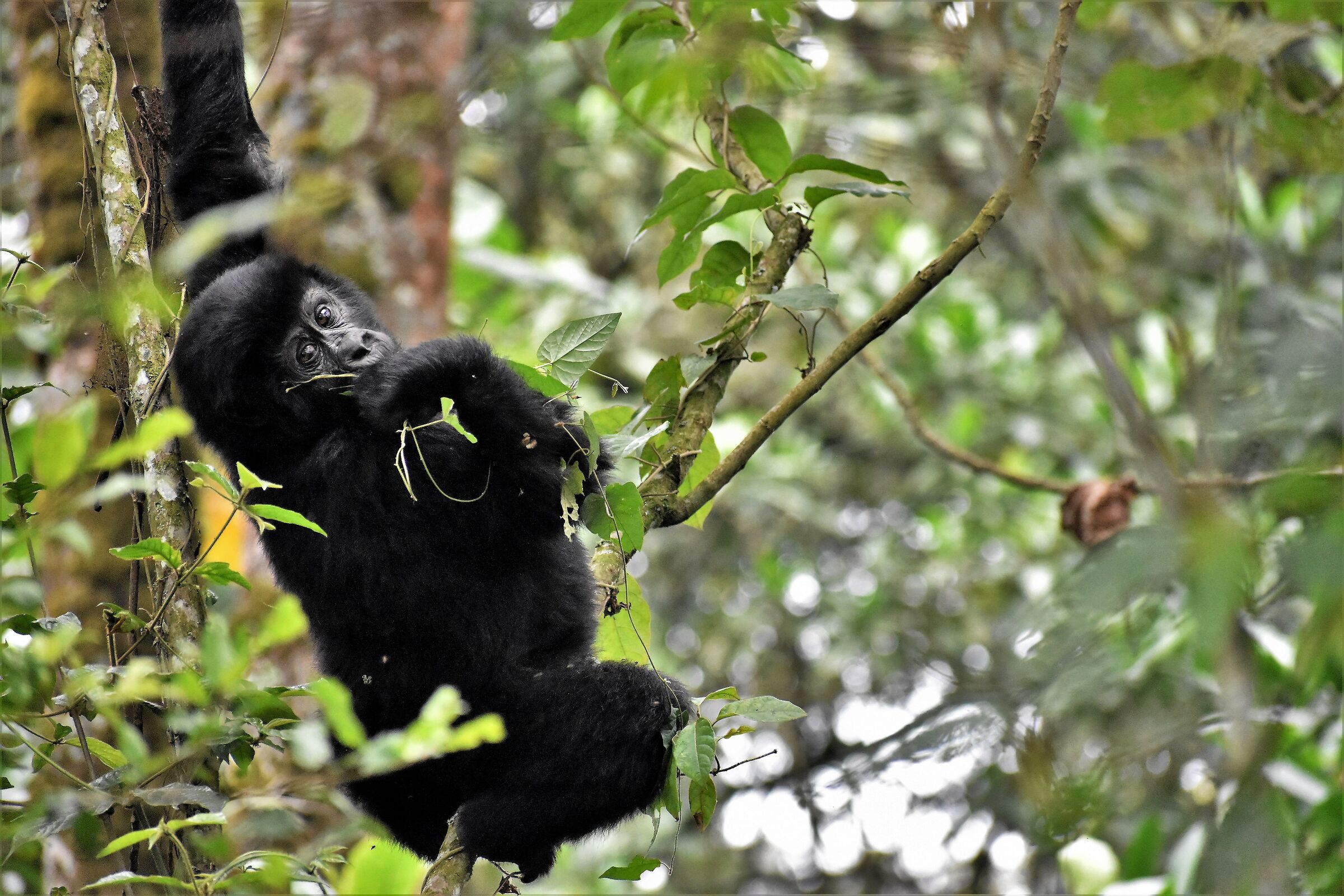 The first encounter with mountain gorillas!...