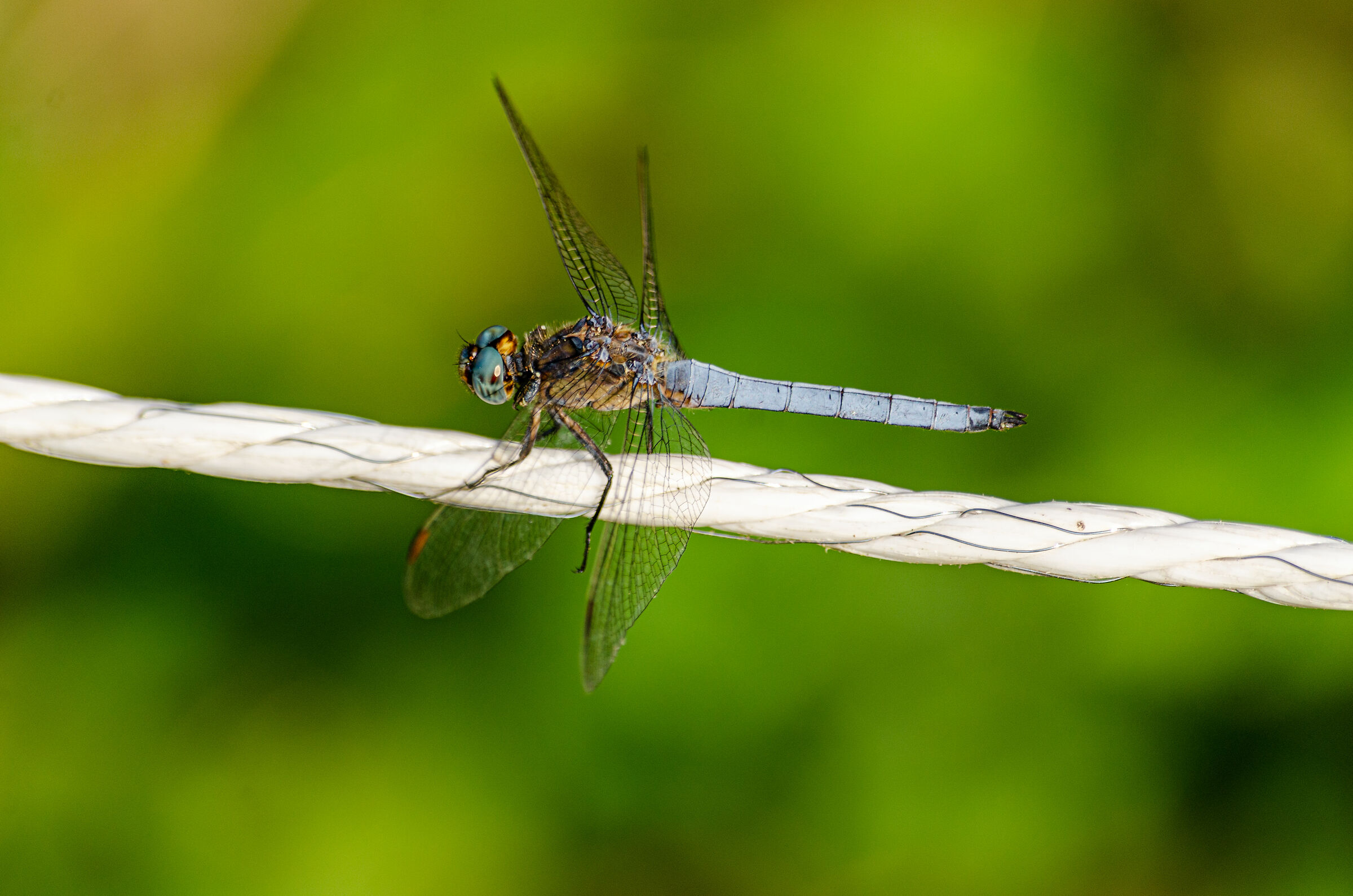 dragonfly on string...