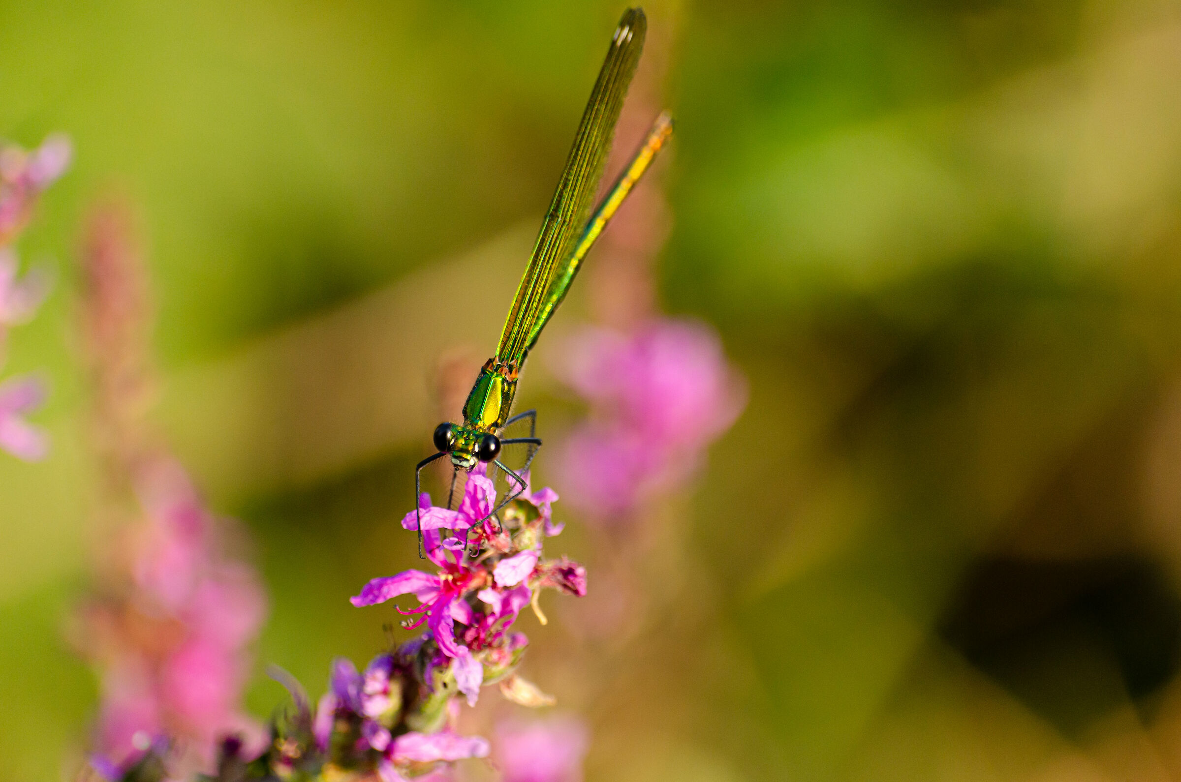 green dragonfly...