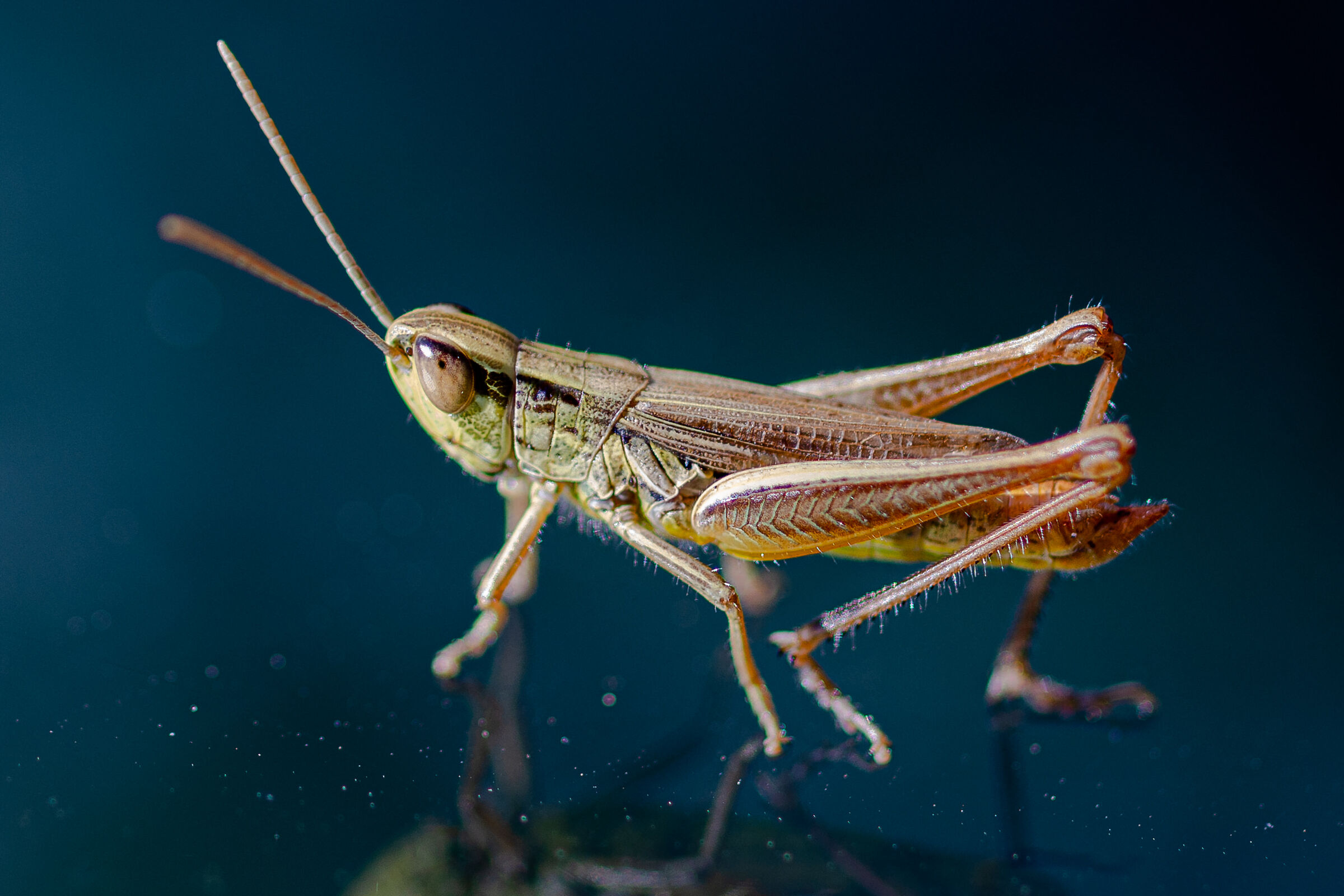 Grasshopper ...