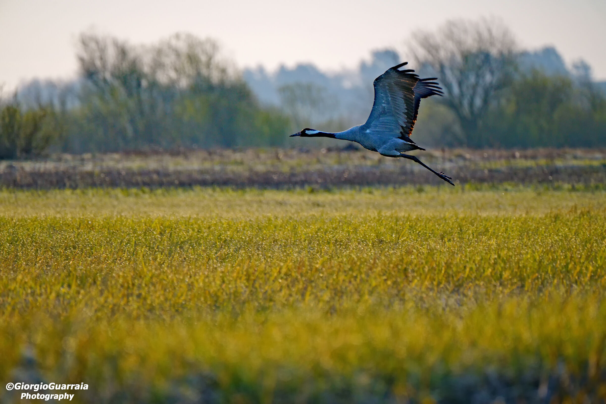 Cranes in flight...