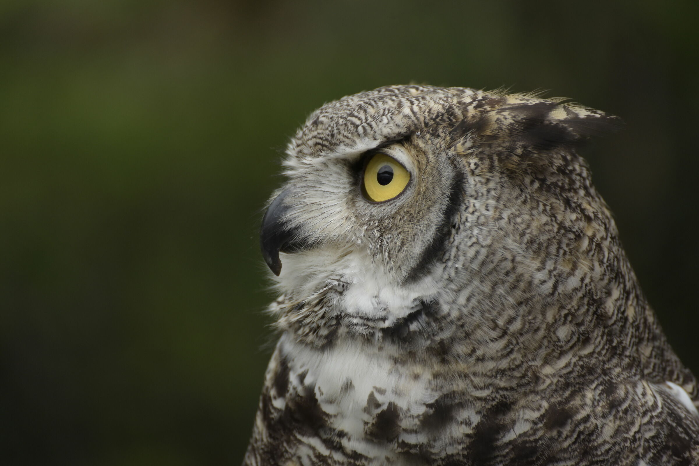 royal owl...