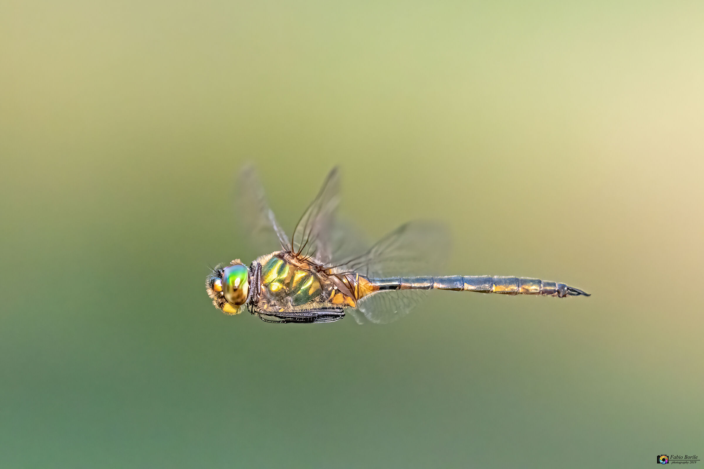 Fly dragonfly...