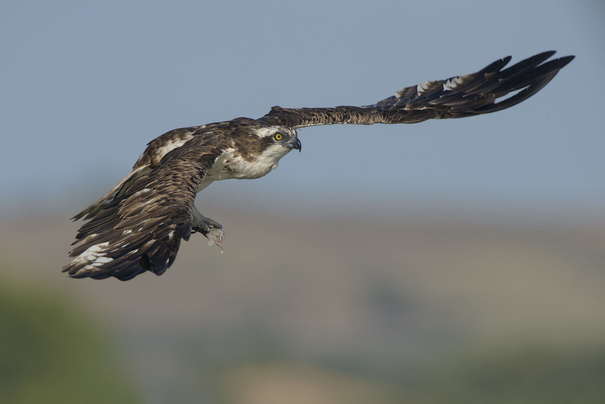 fisherman in flight...