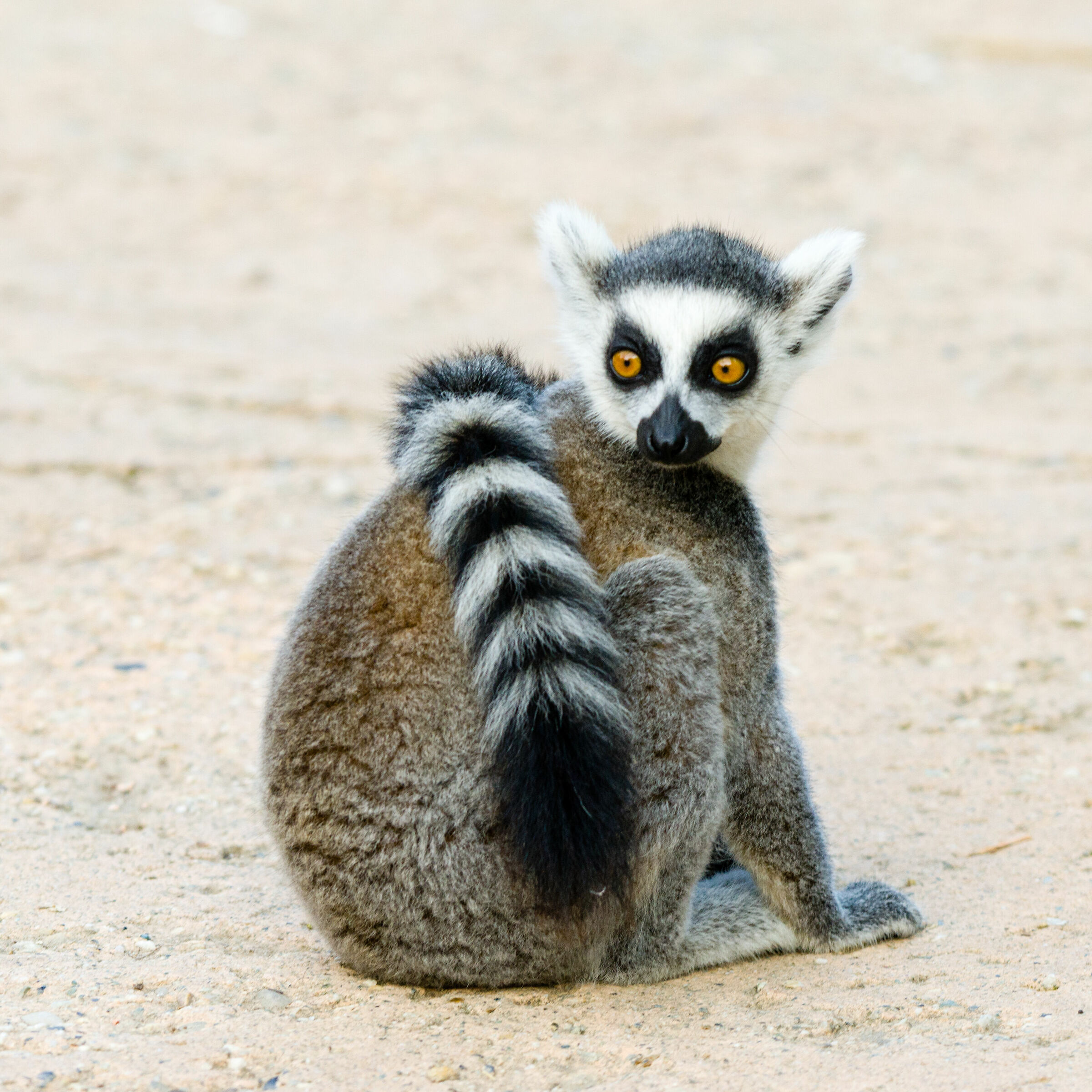 Lemur's Little...