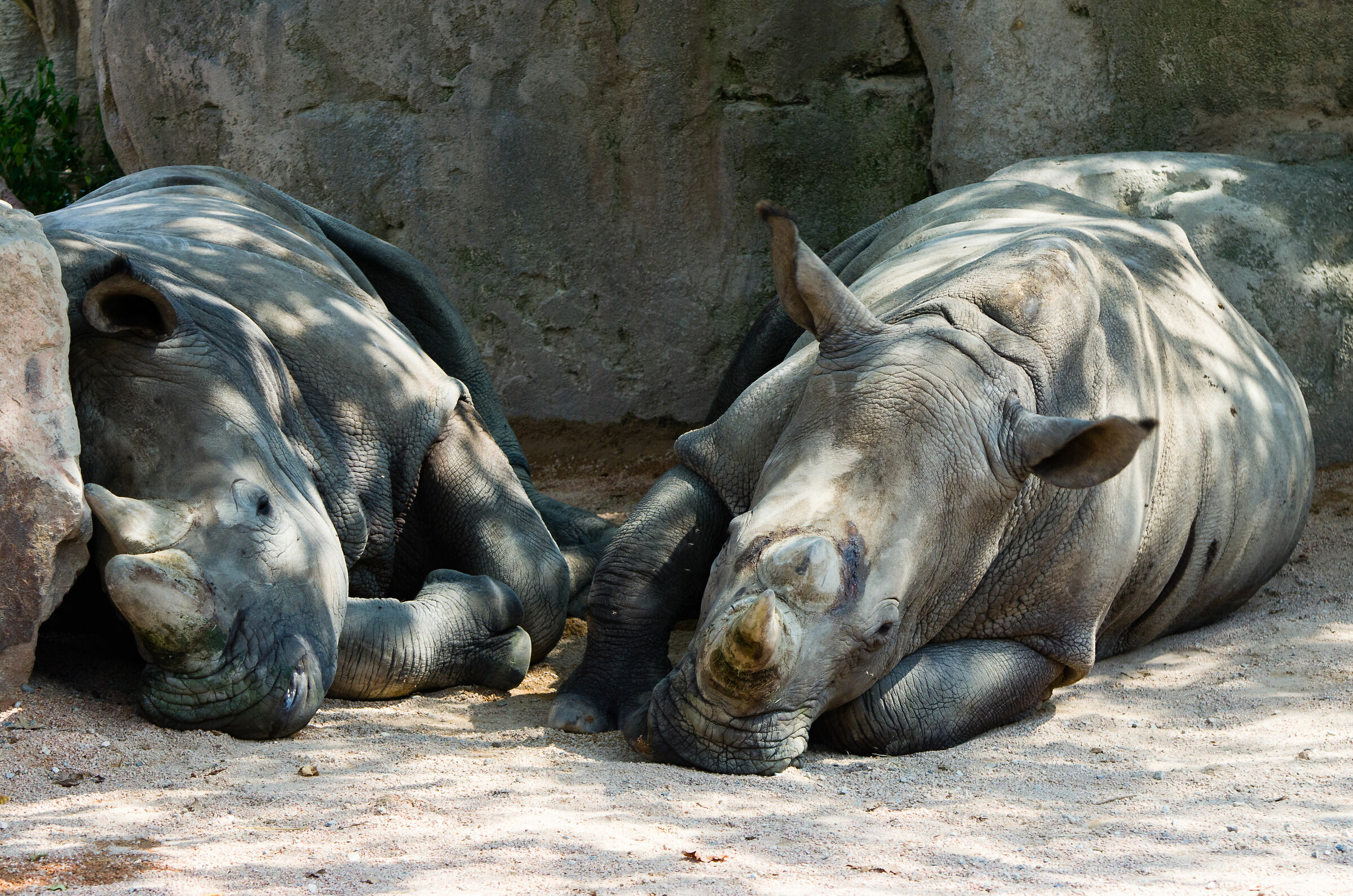 Rinoceronti Bianchi...