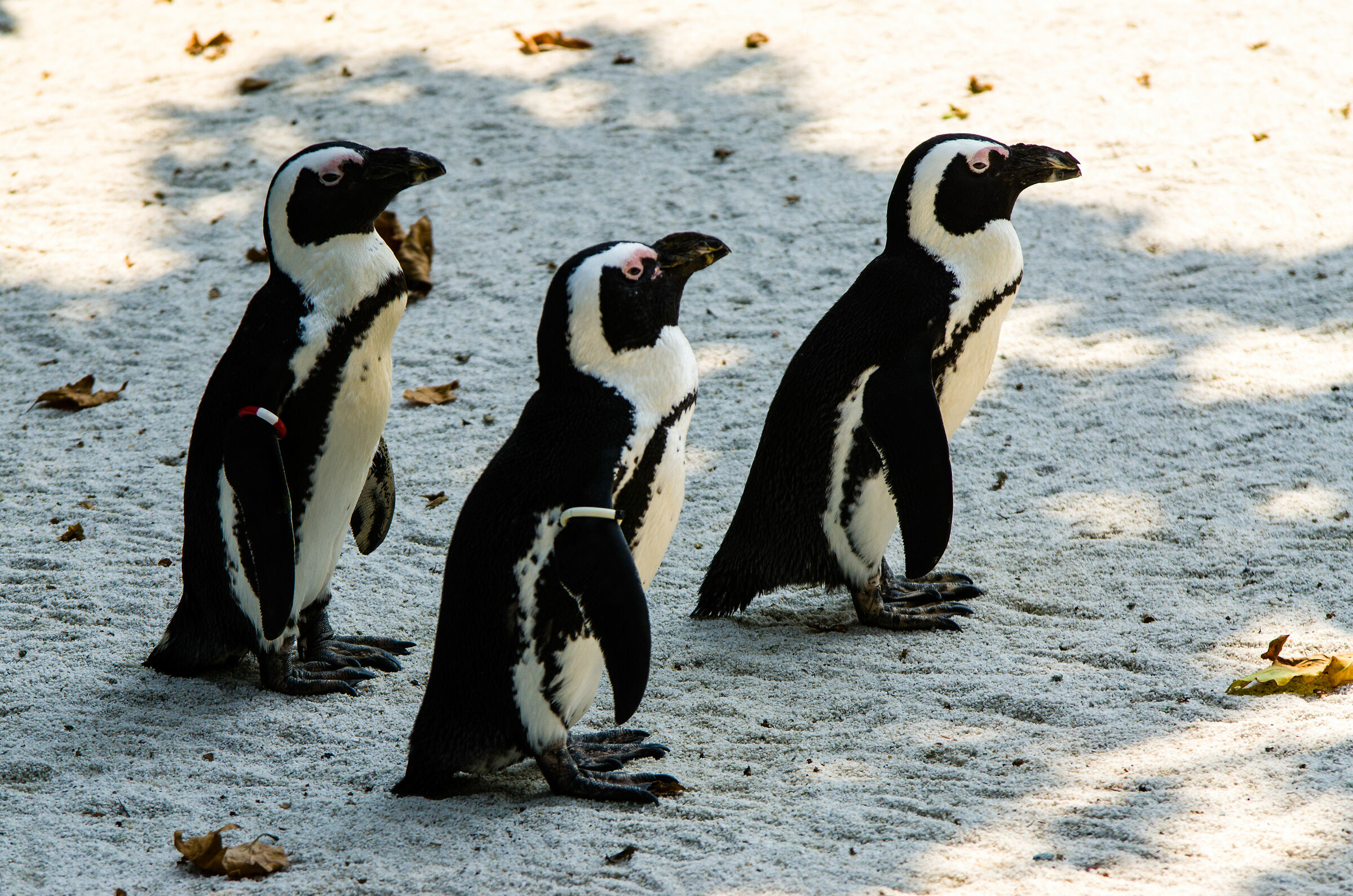 Pinguini Africani...