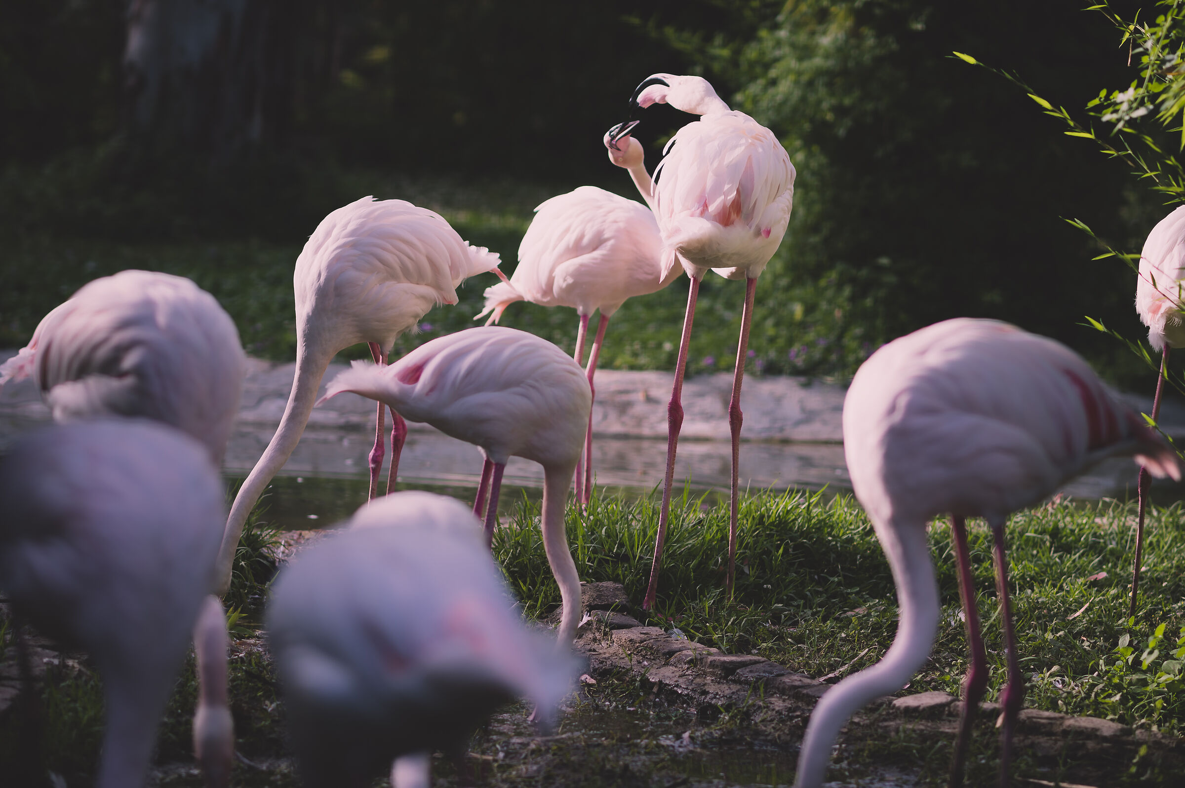 Flamingos kissing...