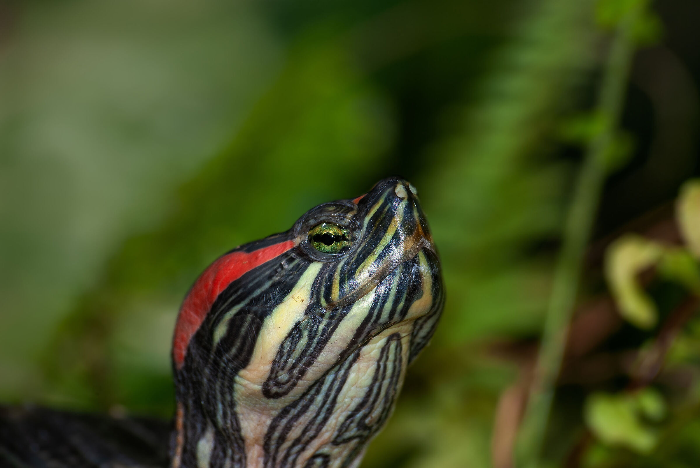  red-eared turtle...
