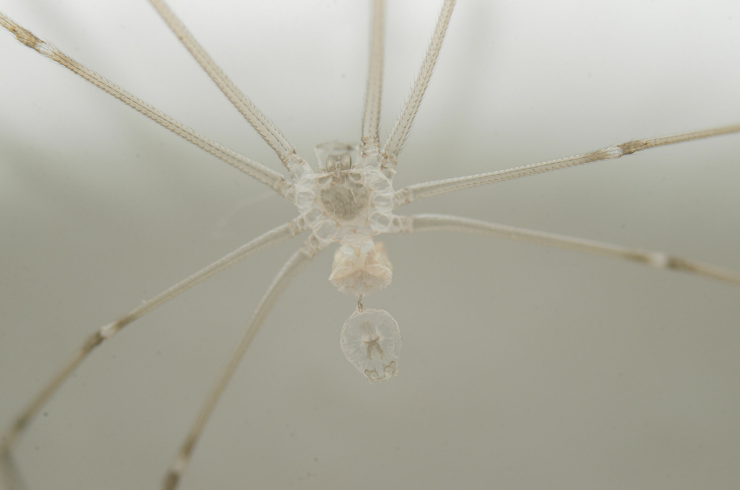Transparent spider...