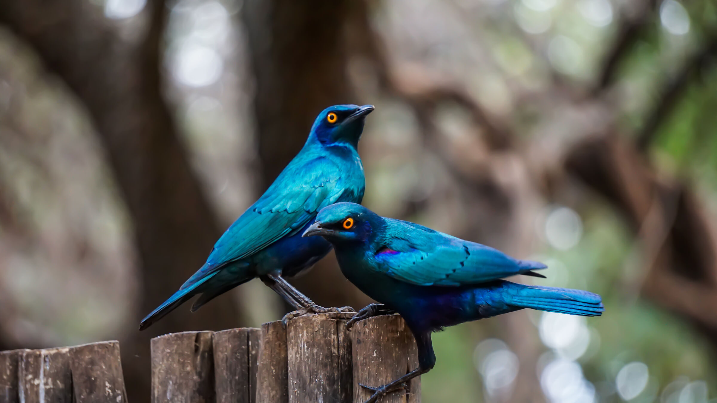 Cape glossy starling...