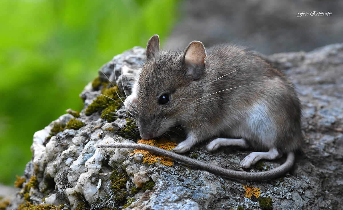 Alpine wild mouse......