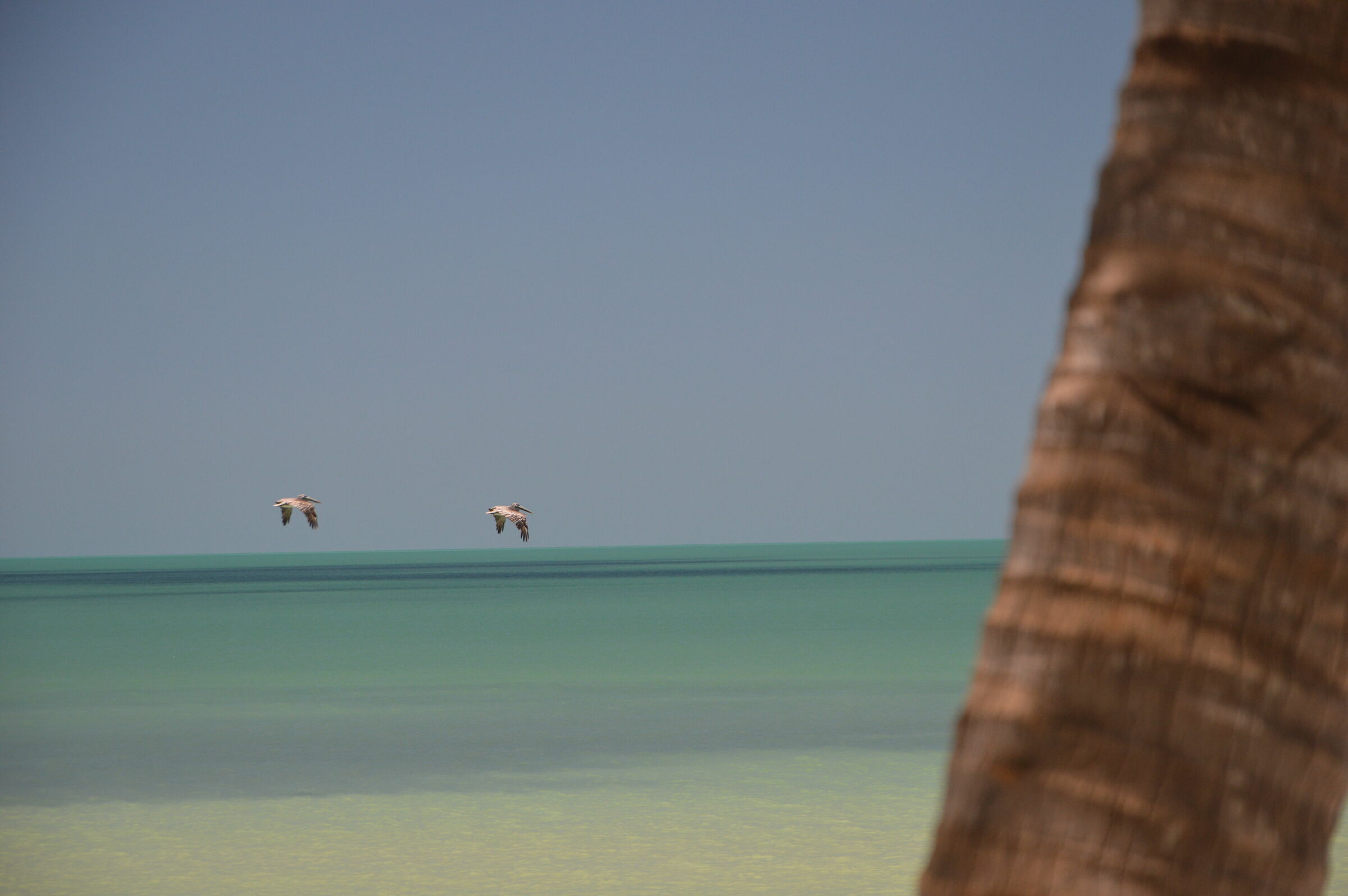 Pelicans on the horizon...