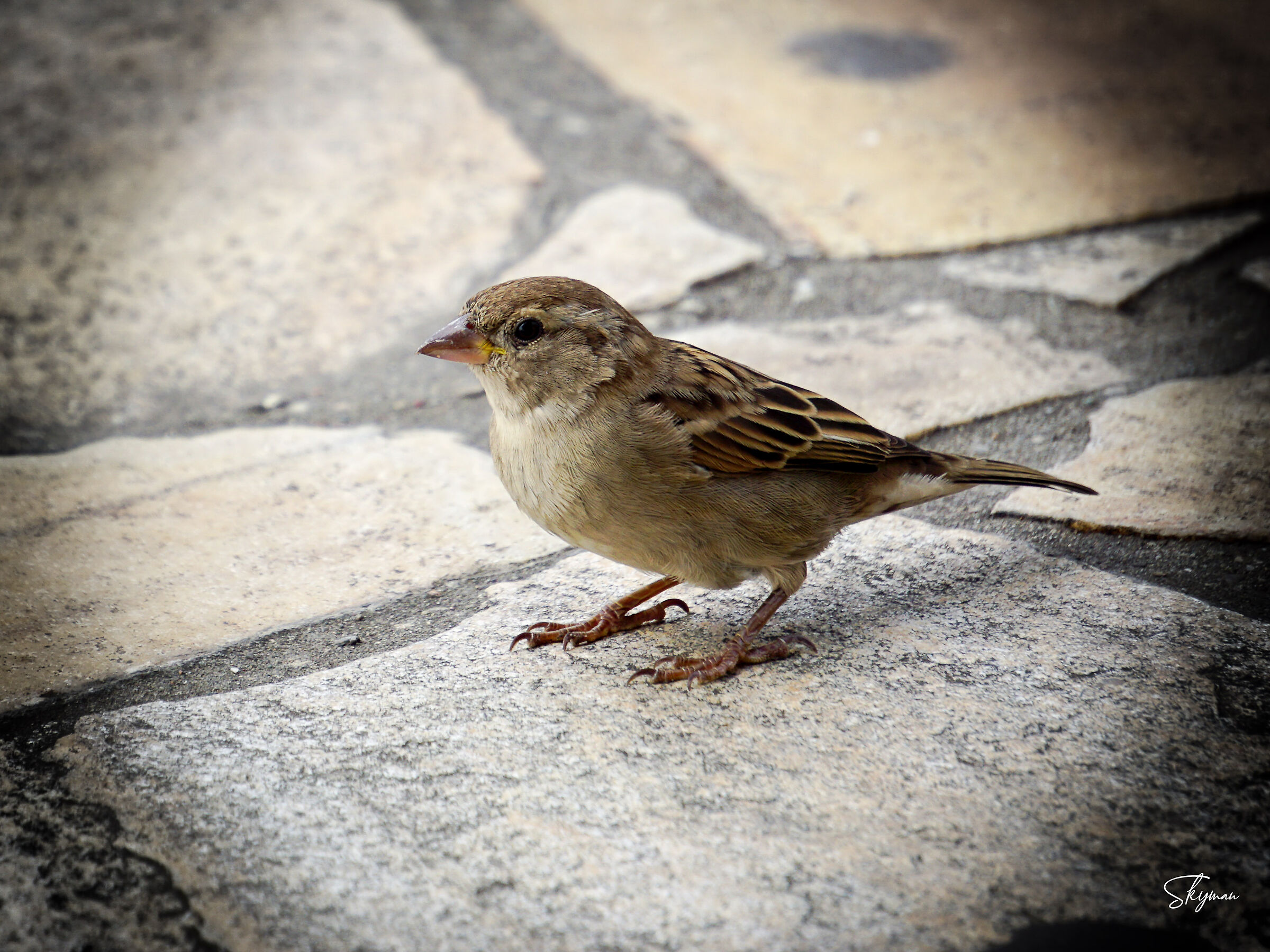 Sparrow 1...