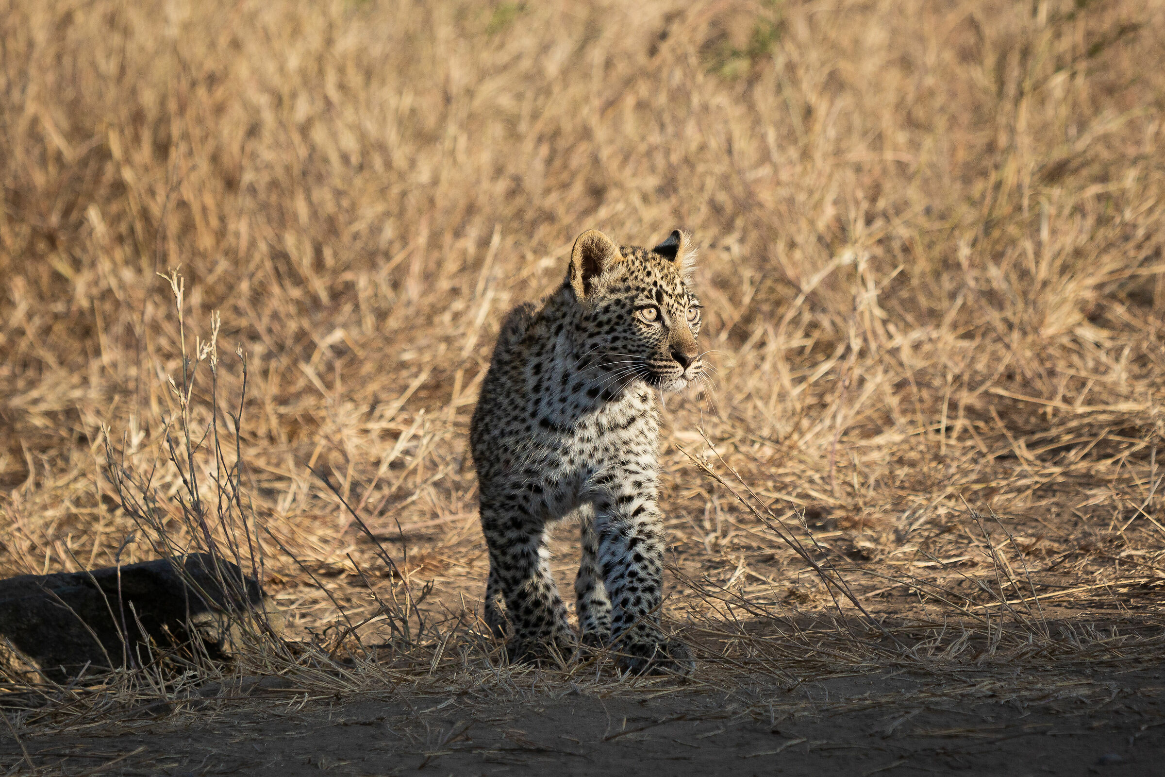 Baby Leopard...