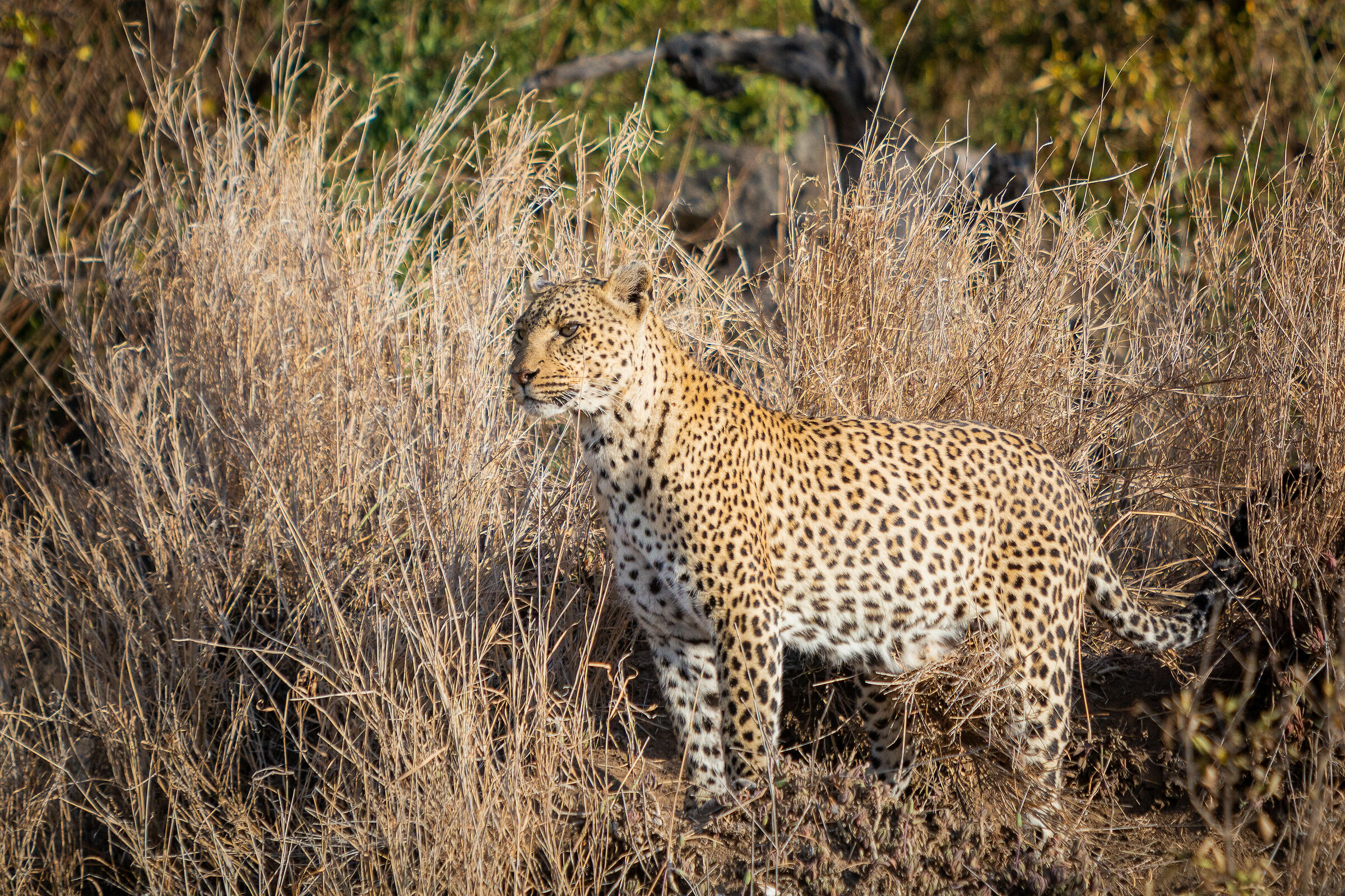 Leopardo. Serengeti NP...