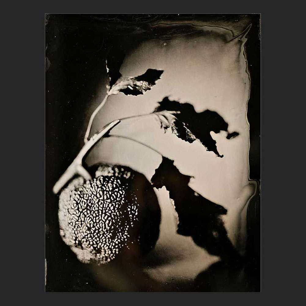 still Life - Wet Collodio - Tintype Plexiglass 18x24...