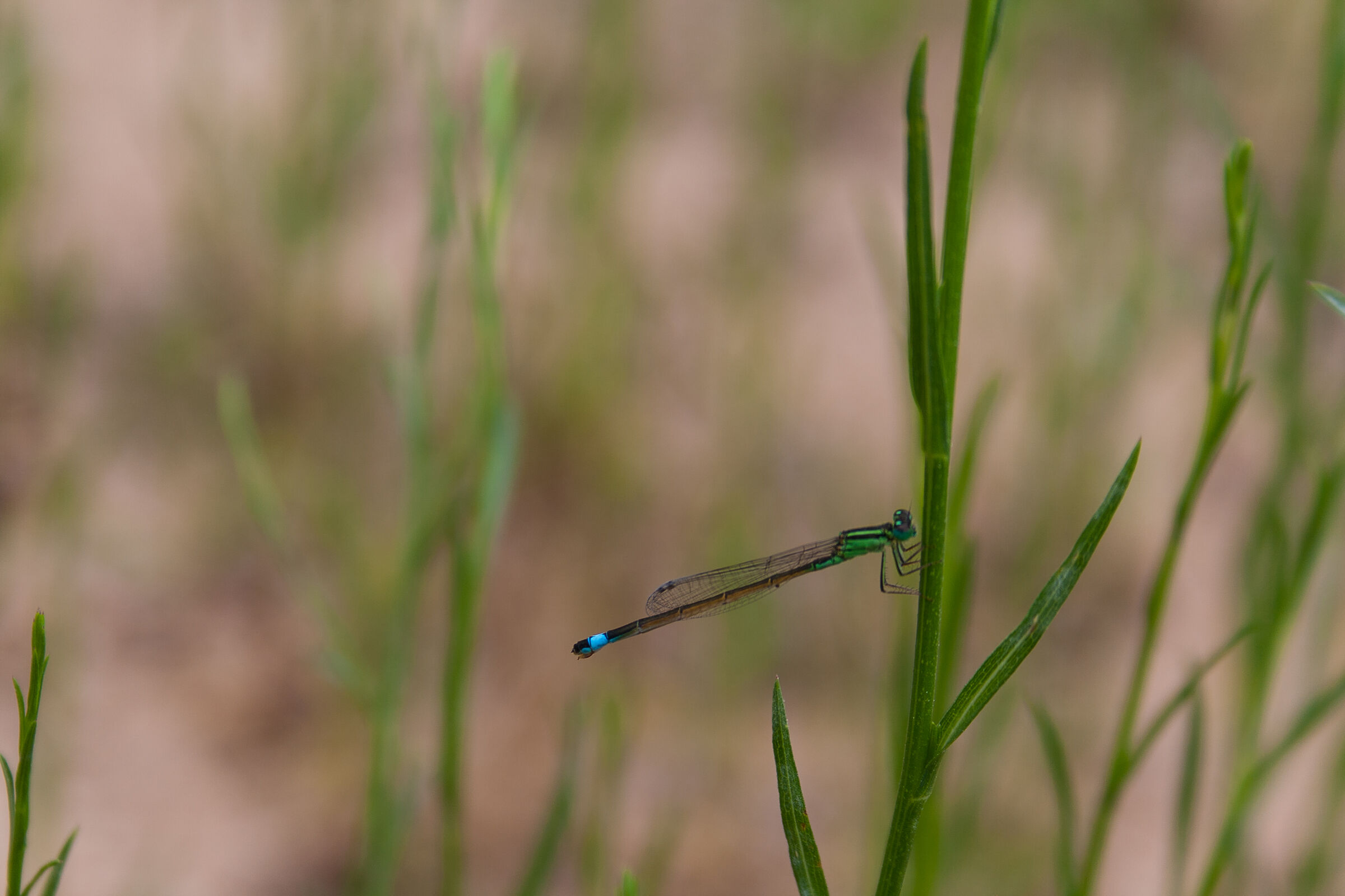 The rest of the dragonfly...