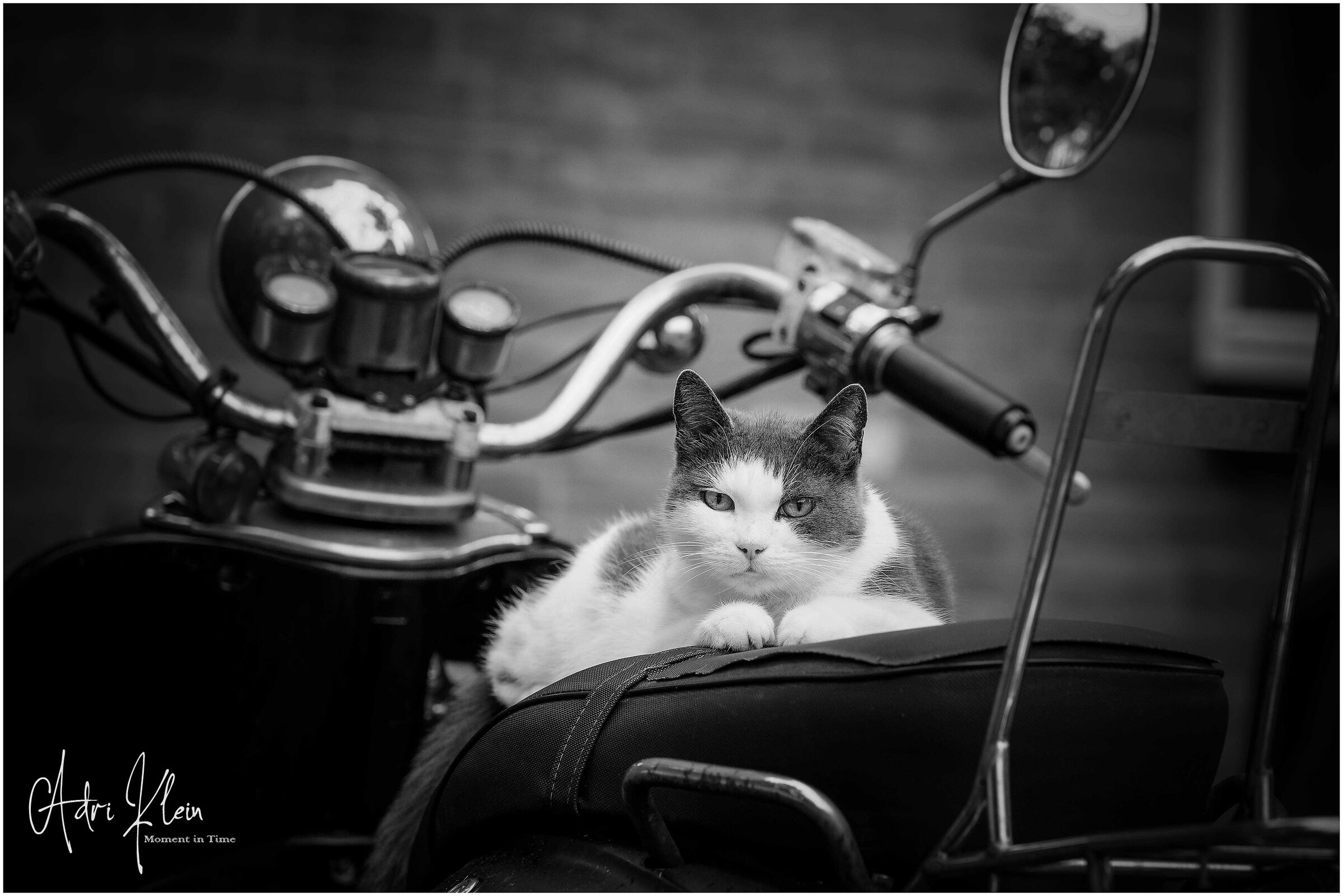 Biker cat...