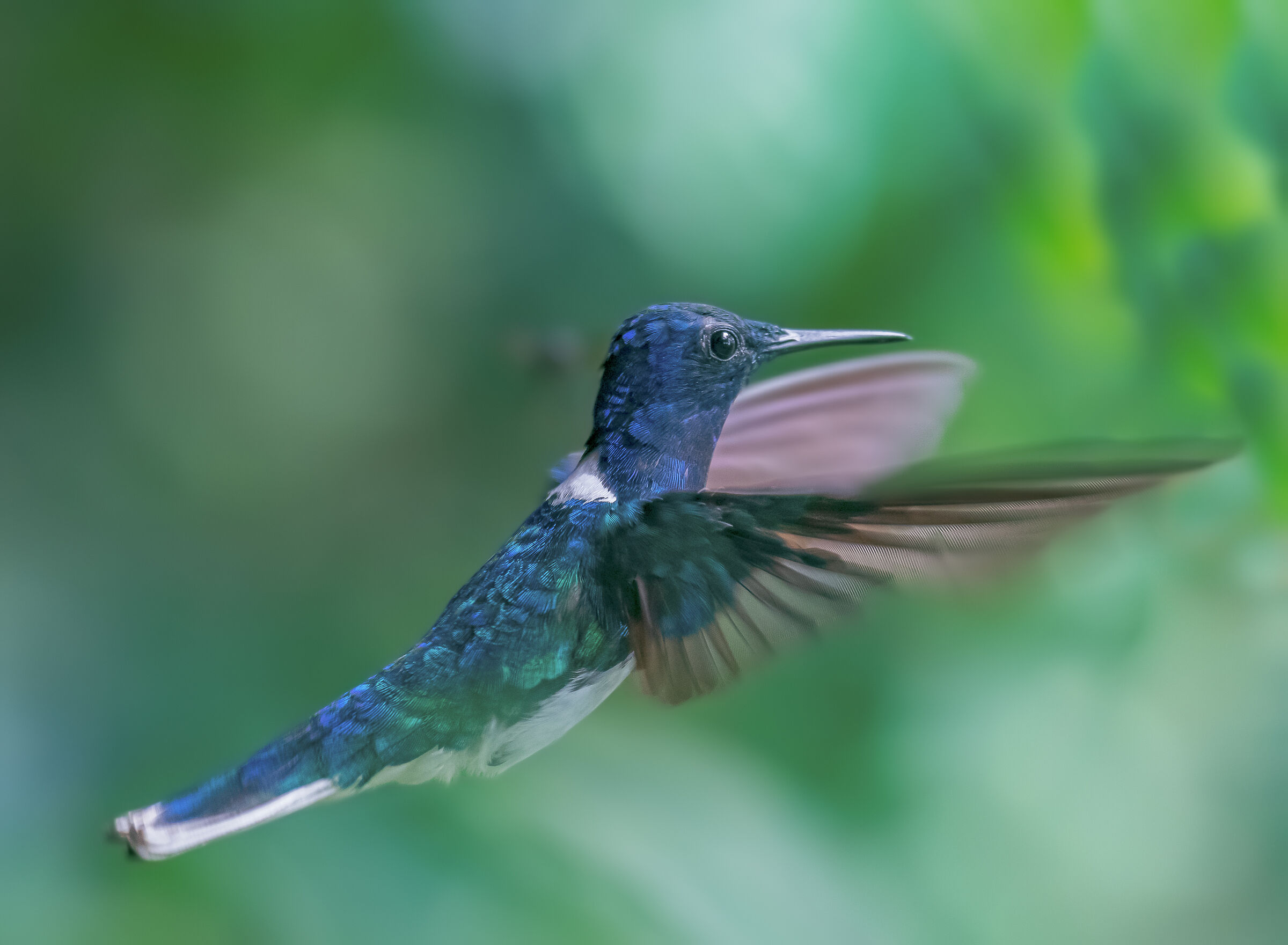 in-flight colibri...